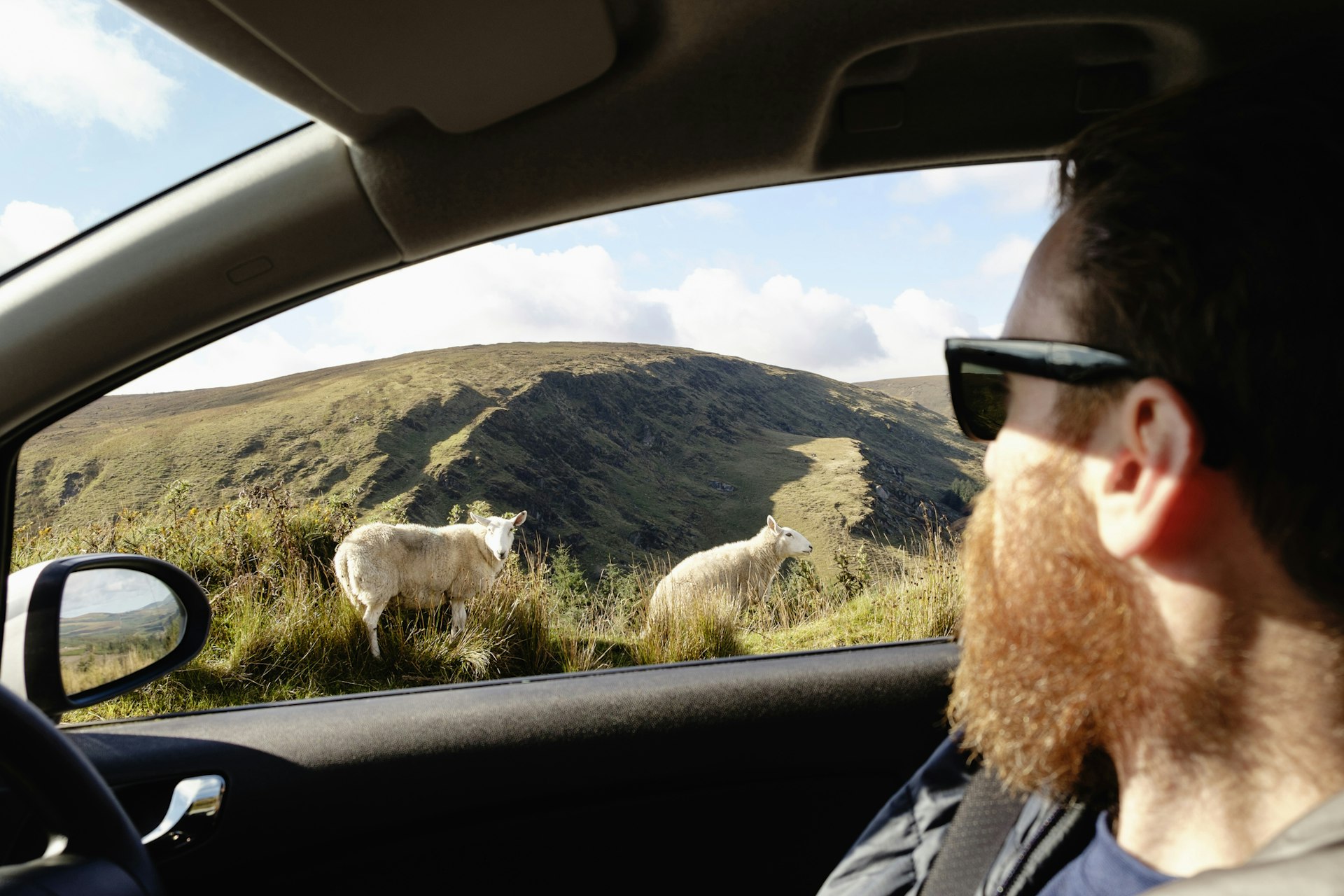 A man looks at sheep through his car window, Ireland
