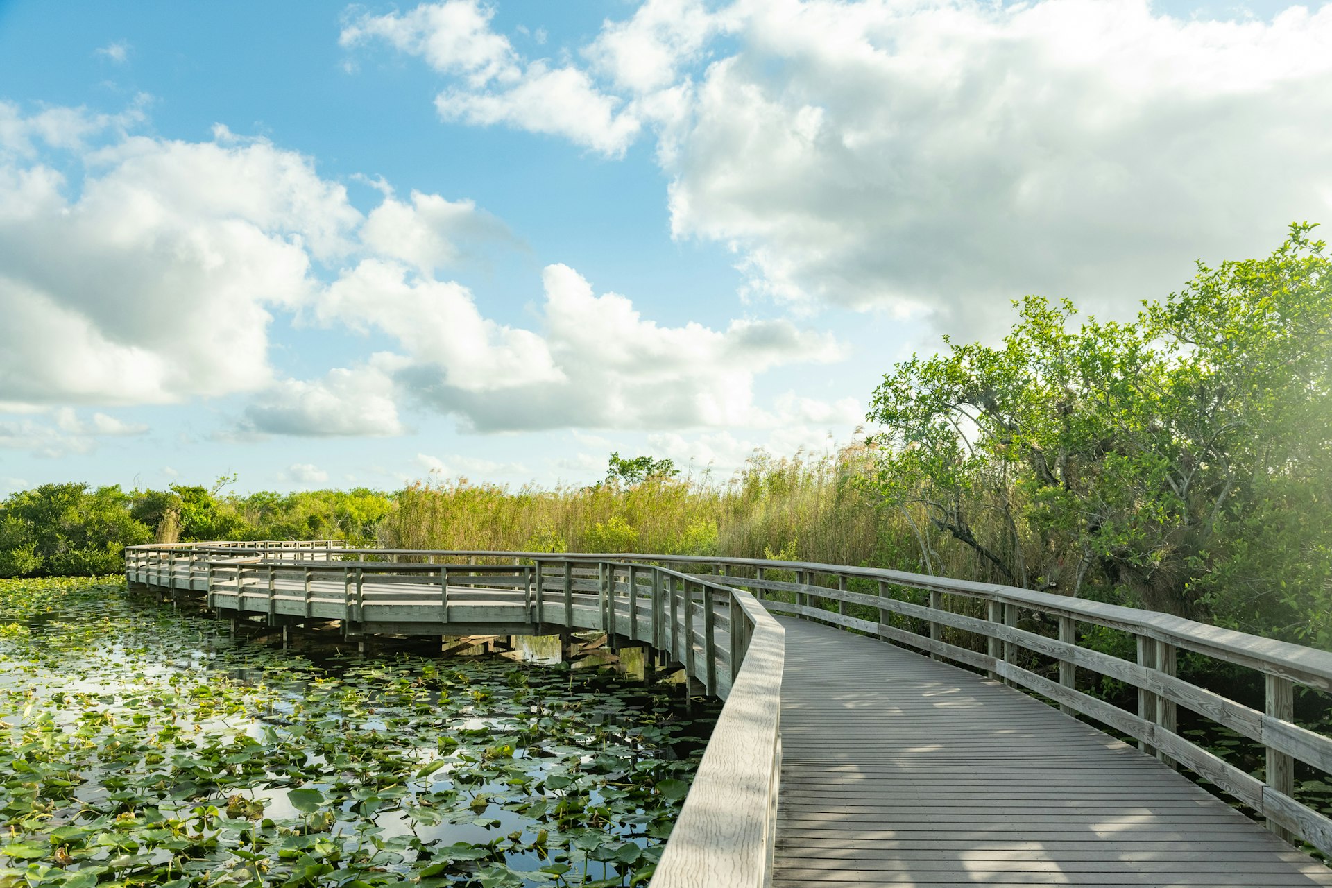A wooden boardwalk curves over the scenic nature in Everglades National Park on a spring day in Florida, USA