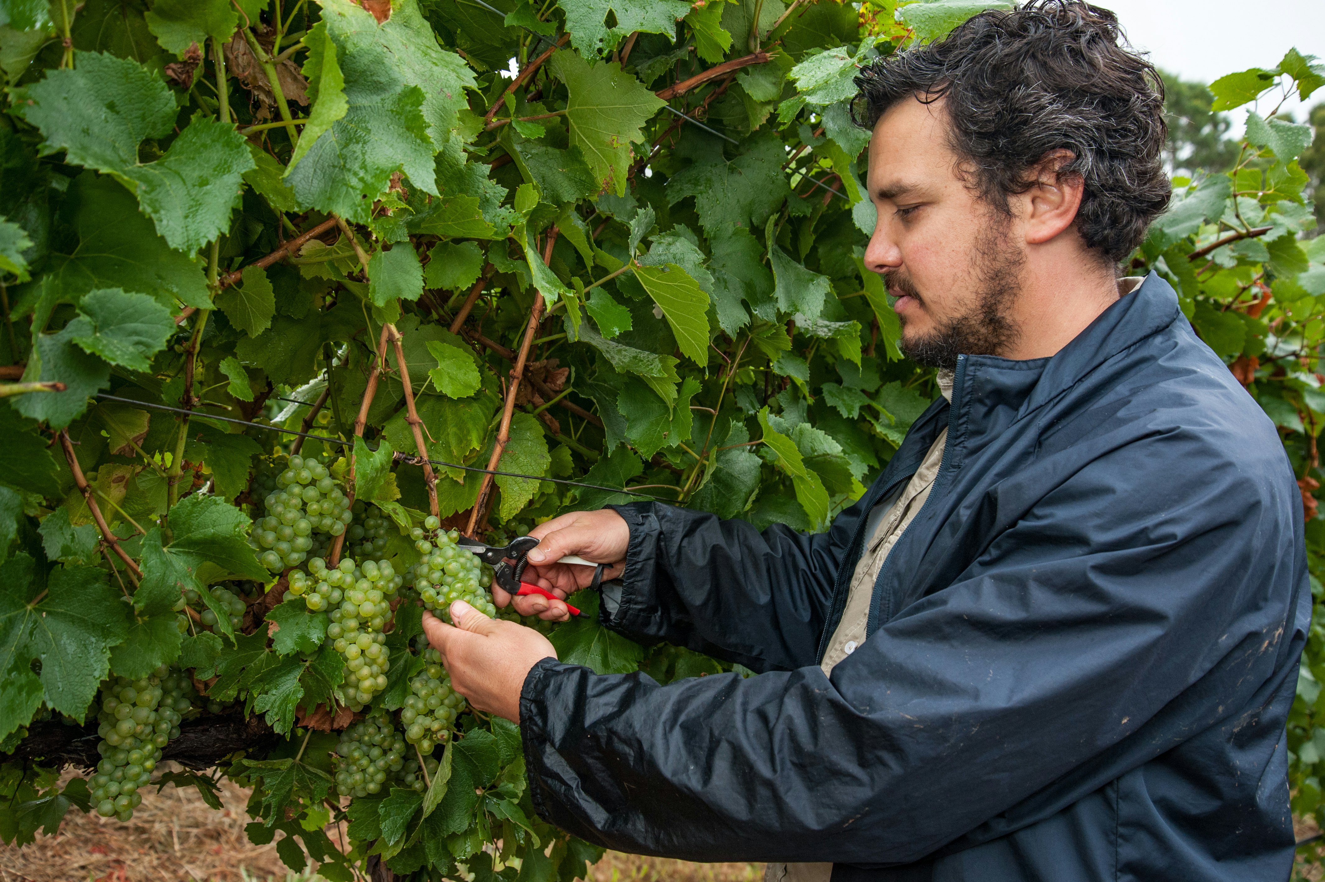 Winemaker and viticulturist picks Chardonnay grapes at the vineyard in Lenswood in the Adelaide Hills of South Australia