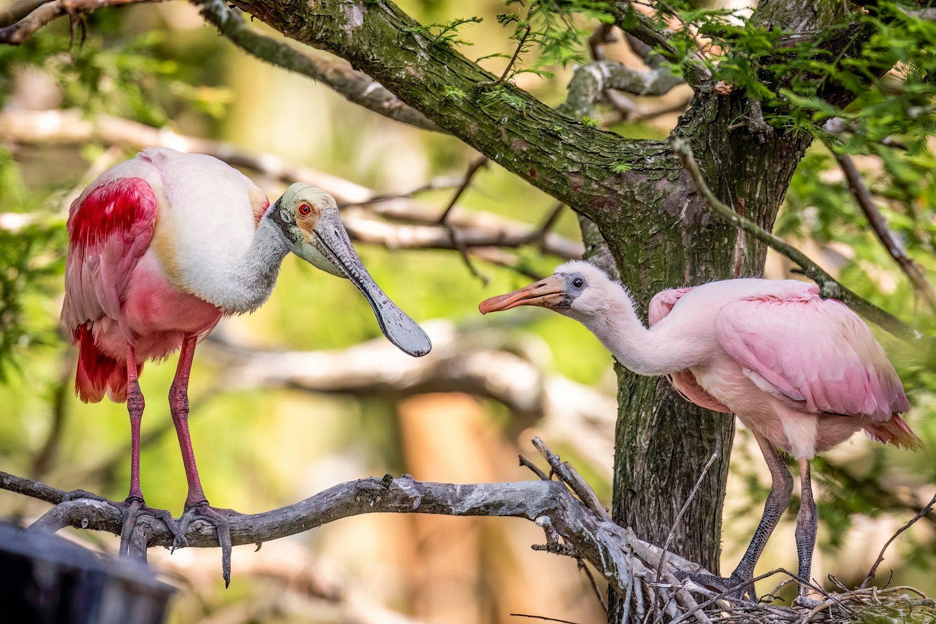 A Roseate Spoonbill with its young chick