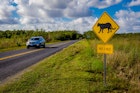 A car driving by a panther crossing sign at Everglades National Park, Florida.