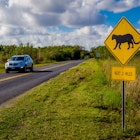 A car driving by a panther crossing sign at Everglades National Park, Florida.