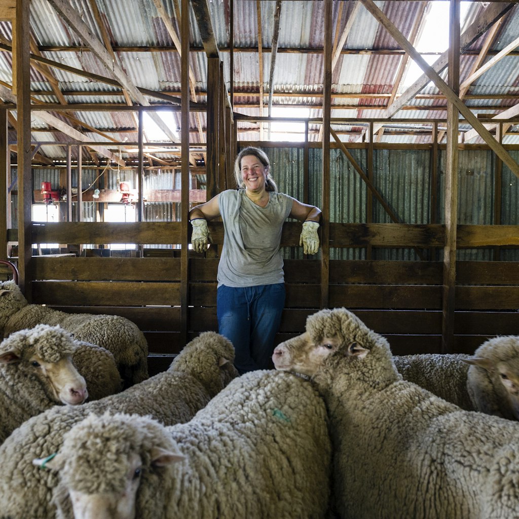 Euroa, Strathbogie, Victoria, Australia.
640998935
photography, color image, outdoors, day, side view, no people, large group of animals, herd, sheep, livestock, domestic animals, herbivorous, mammals, merino sheep, ewes, lamb, waiting, chaos, standing, shed, sheep farm, farmhouse, shed pen, shelter, building exterior, fence, wooden material, crowded, abundance, shearing, tree, bare tree, togetherness, agriculture, animal themes, nature, rural scene, Euroa, Strathbogie, Victoria, Australia, horizontal