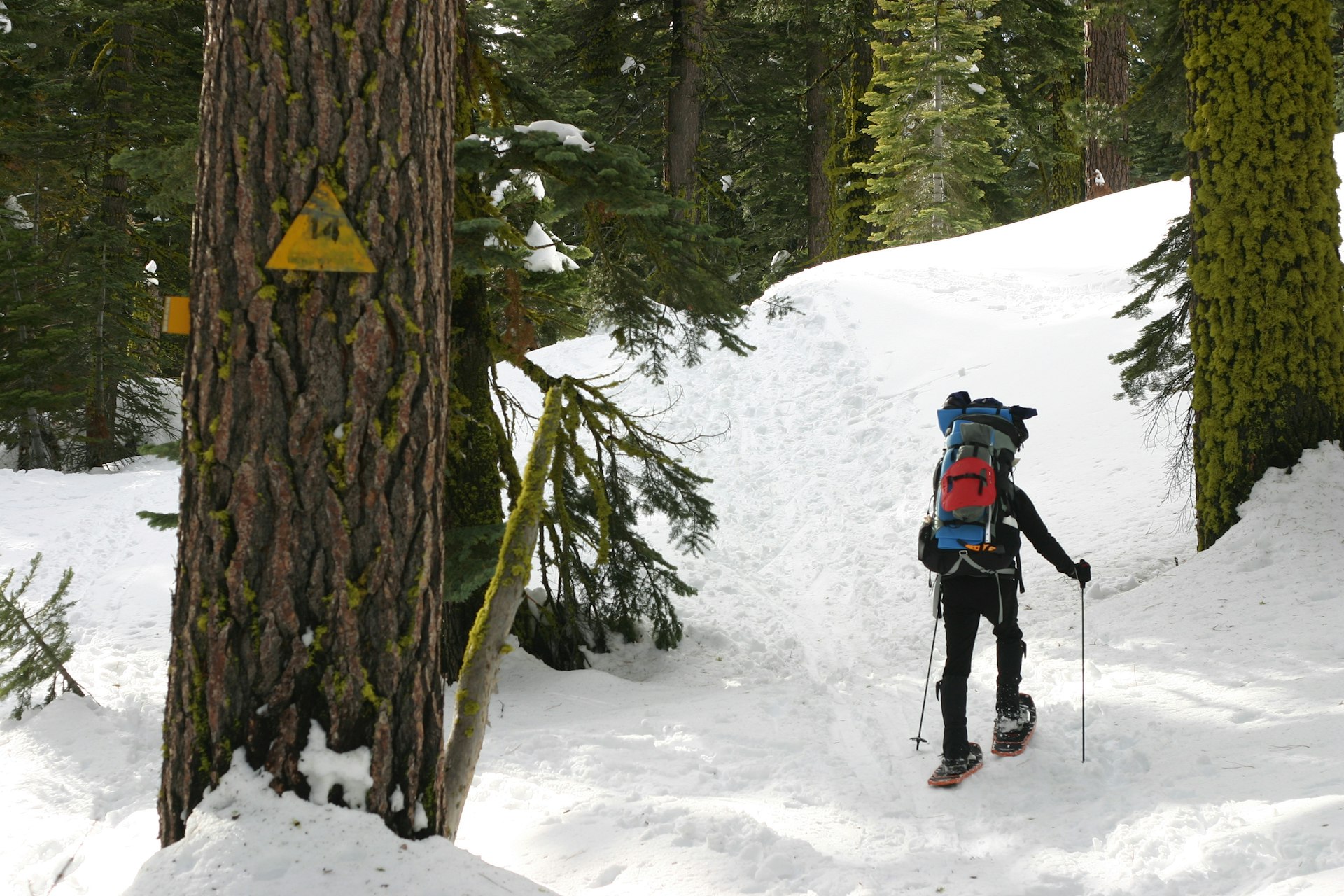 A snowshoer trekking through snow and trees in Yosemite National Park