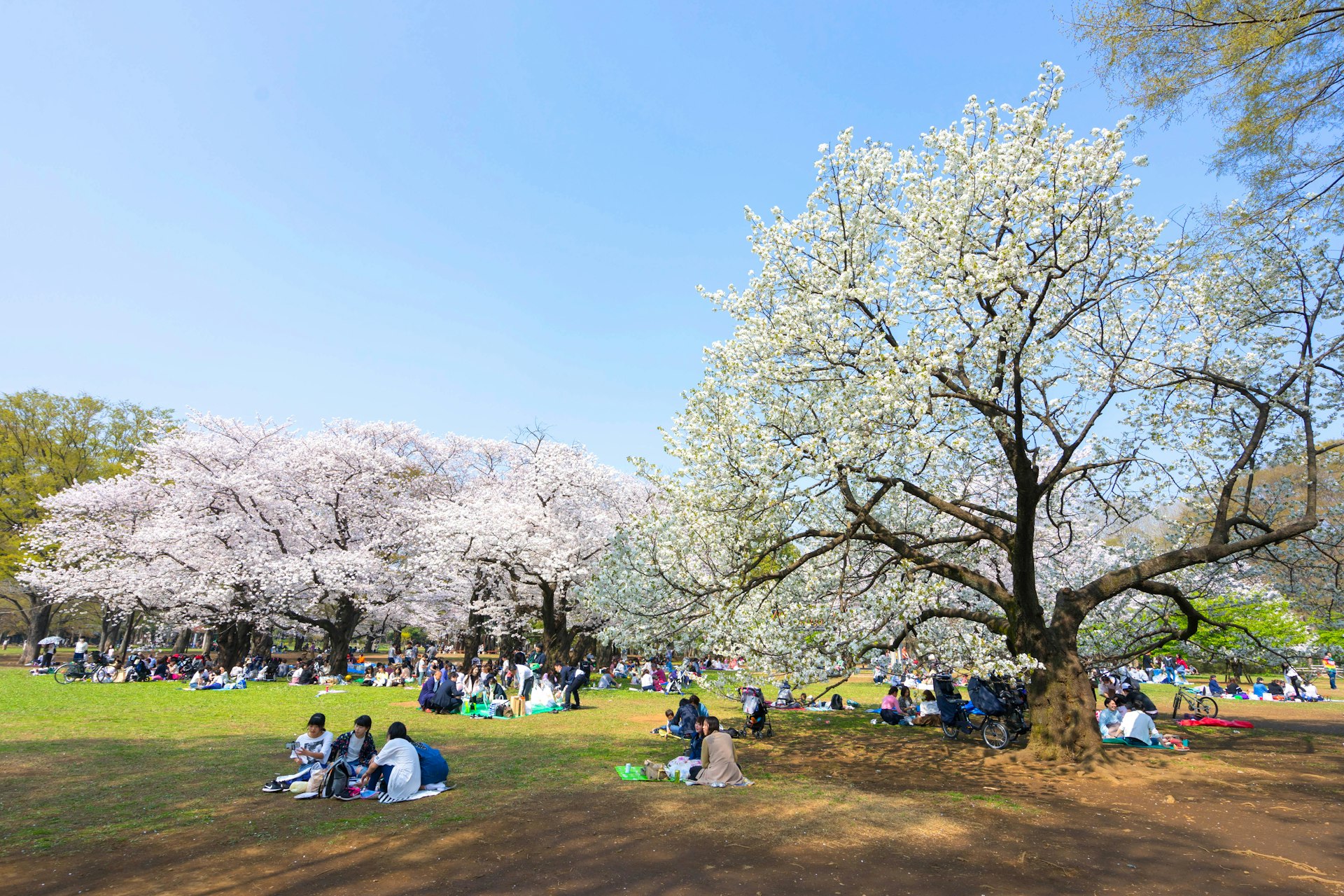 Groups of people gather under cherry trees with pink and white flowers in a park
