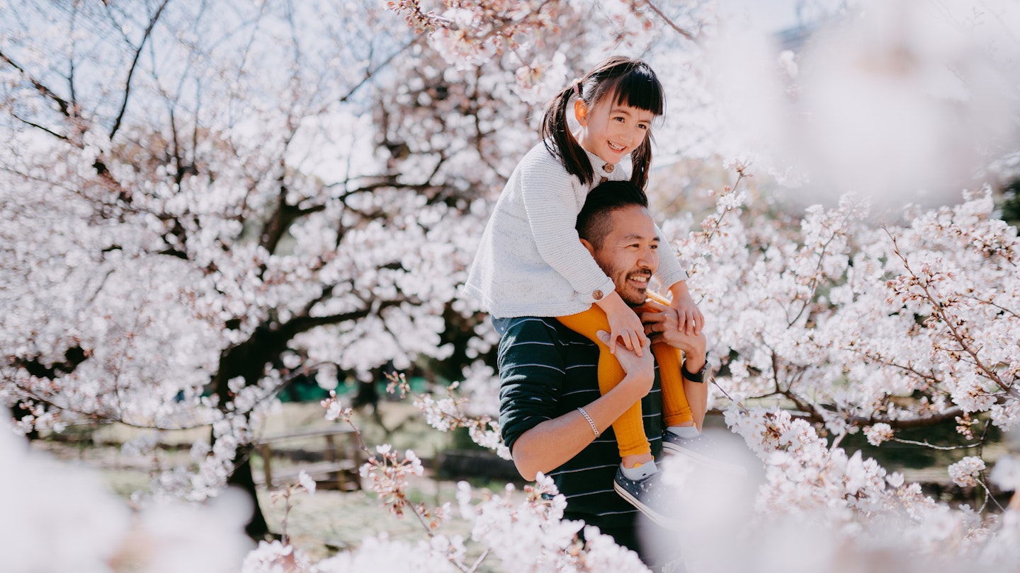 Japanese father carrying young Eurasian girl on shoulders under cherry blossoms, Tokyo, Japan
1213804538