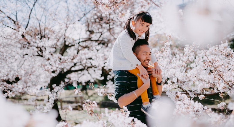 Japanese father carrying young Eurasian girl on shoulders under cherry blossoms, Tokyo, Japan
1213804538
