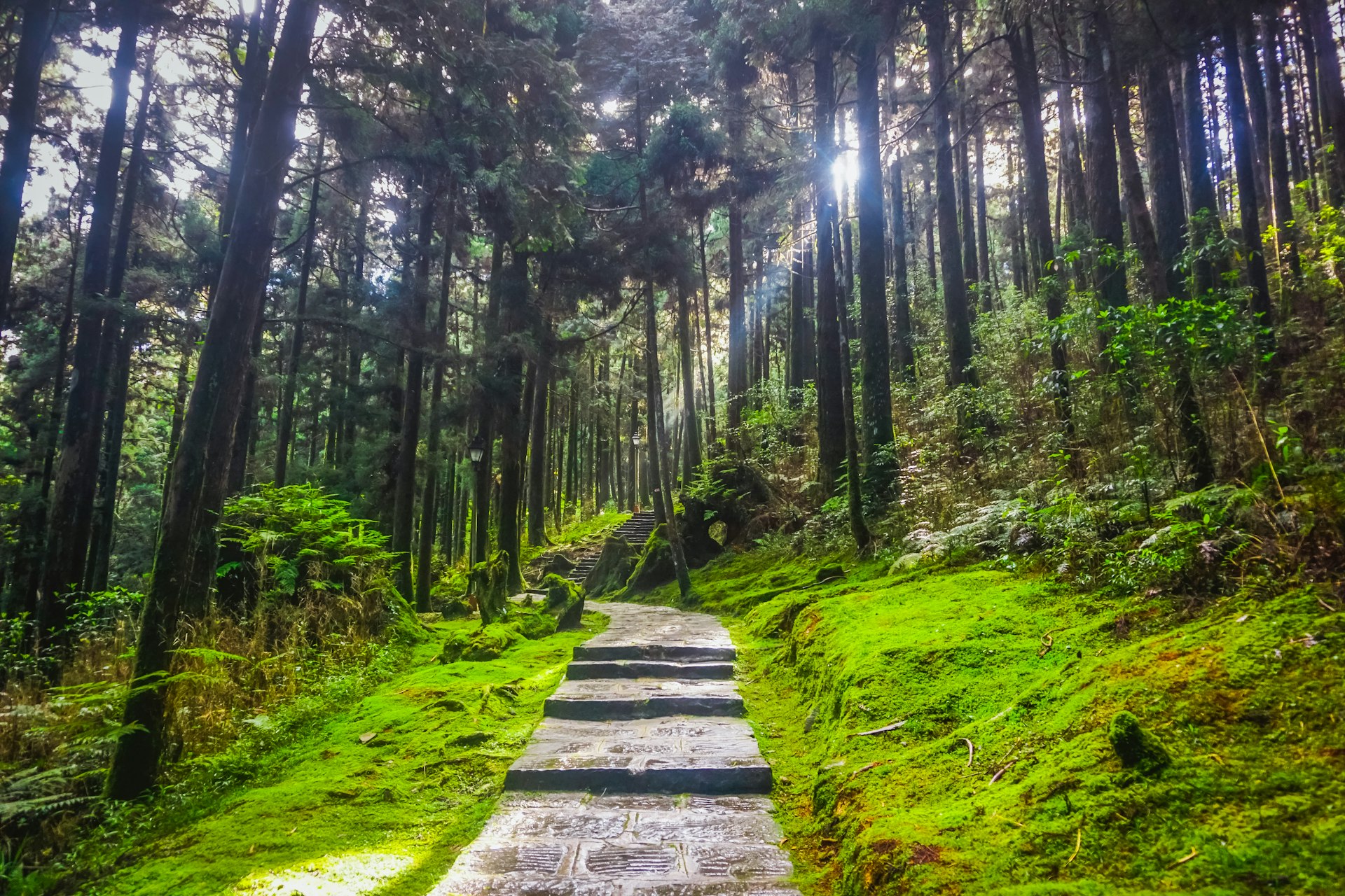A paved path through moss-covered ground and tall trees with a ray of sunshine shining through