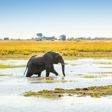 Elephant walking through the Chobe National Park, Botswana, Africa