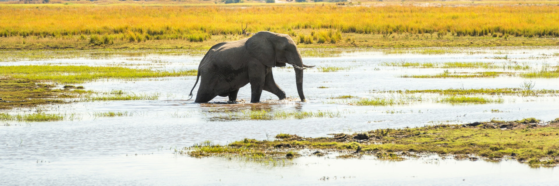 Elephant walking through the Chobe National Park, Botswana, Africa