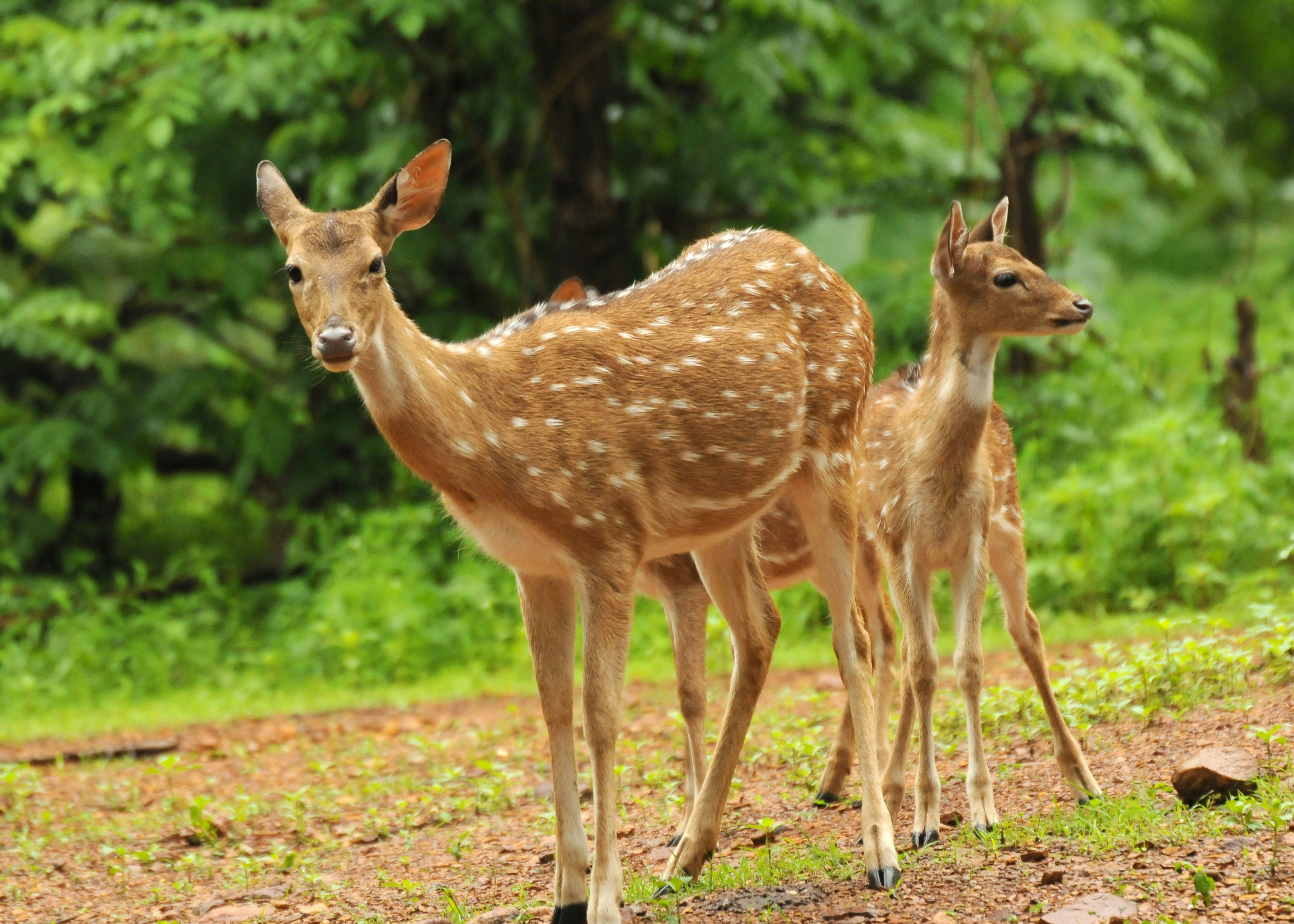 Spotted Deer in a forest. fog, wet, usa, day, rain, tree, tail, deer, stag, dusk, rack, india, white, cloud, brown, field, grass, large, meadow, antler, mammal, autumn, tailed, forest, spoted, nature, animal, spotted, pasture, sunlight, majestic, overcast, outdoors, pointing, behavior, wildlife, tennessee, cades cove, two animals, male animal, animal head, game animal, named animal, national park, white-tailed deer, tropical rainforest, animals in the wild, appalachian mountains, ranthambore national park,