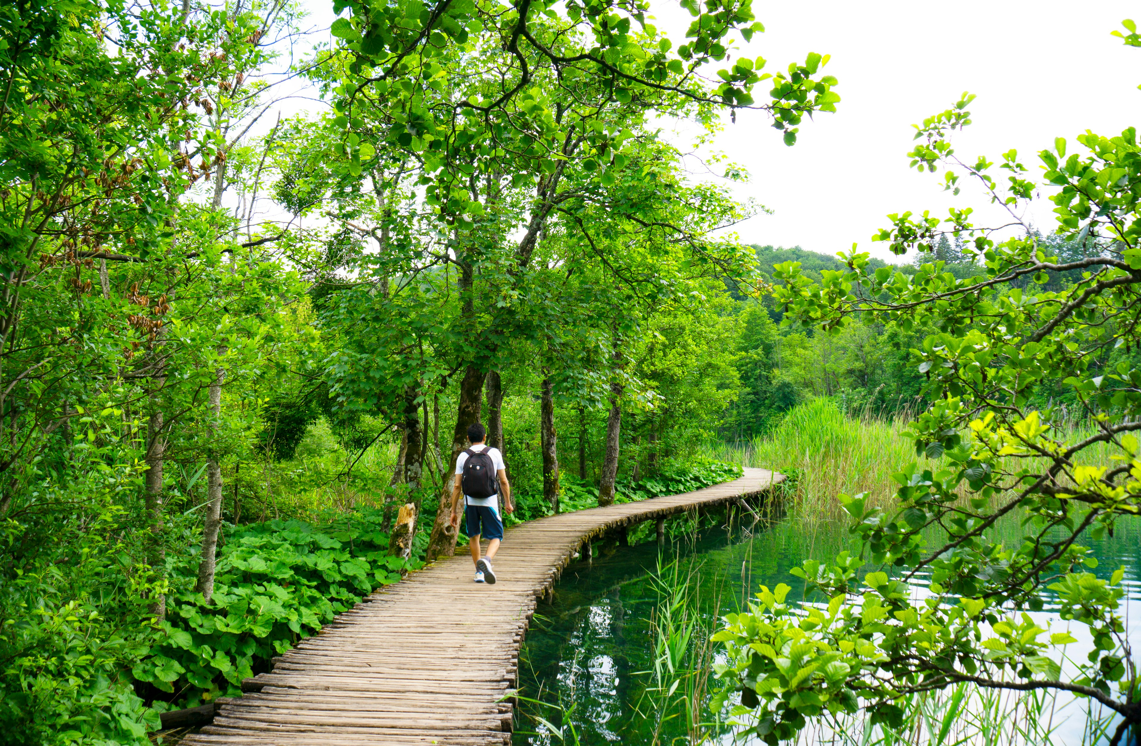 Man walking on a wooden boardwalk amongst the green trees of Plitvice Lakes National Park in Croatia