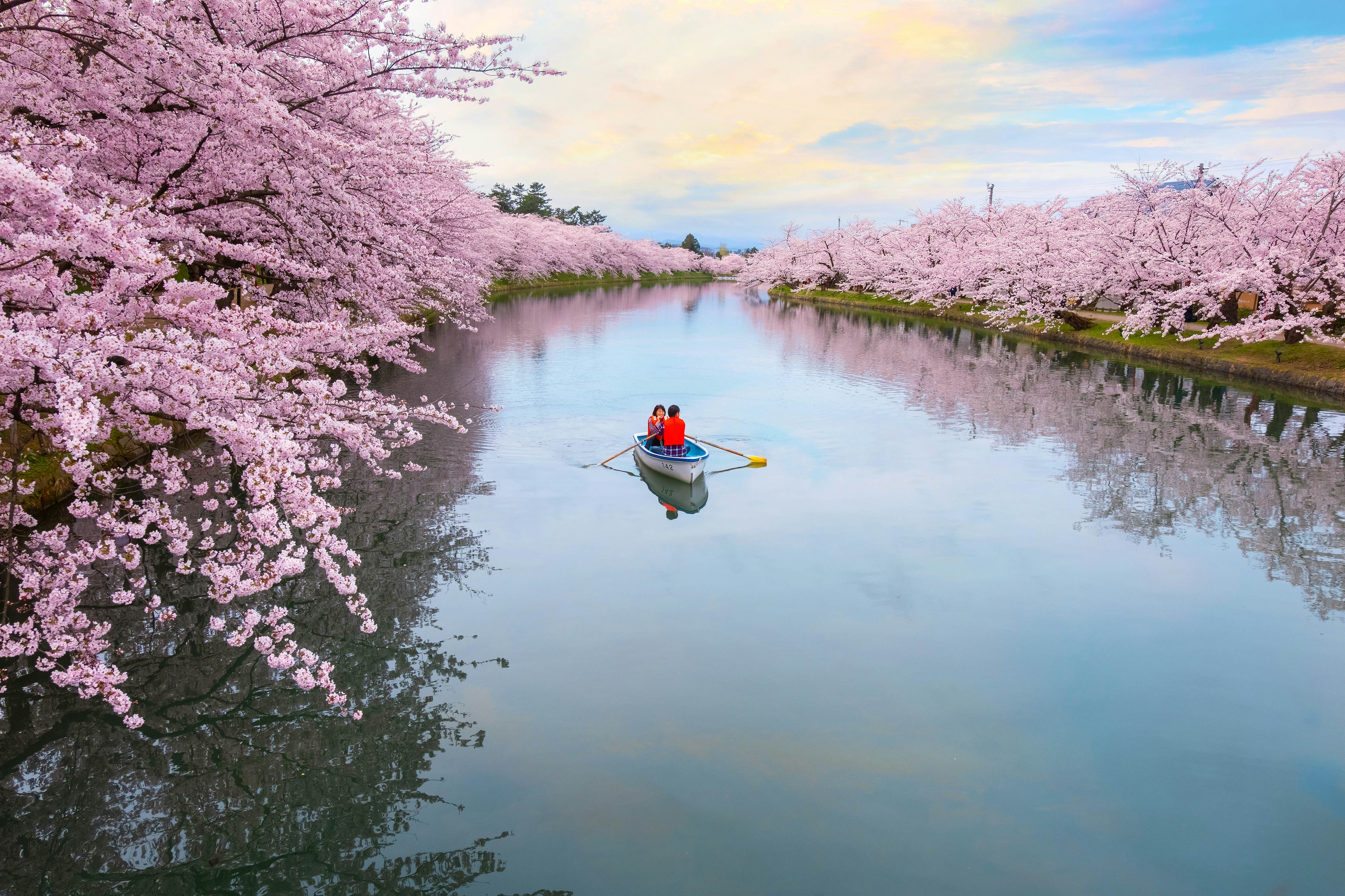 Two people in a small row boat make their way down a waterway lined with stunning pink cherry blossoms in full bloom