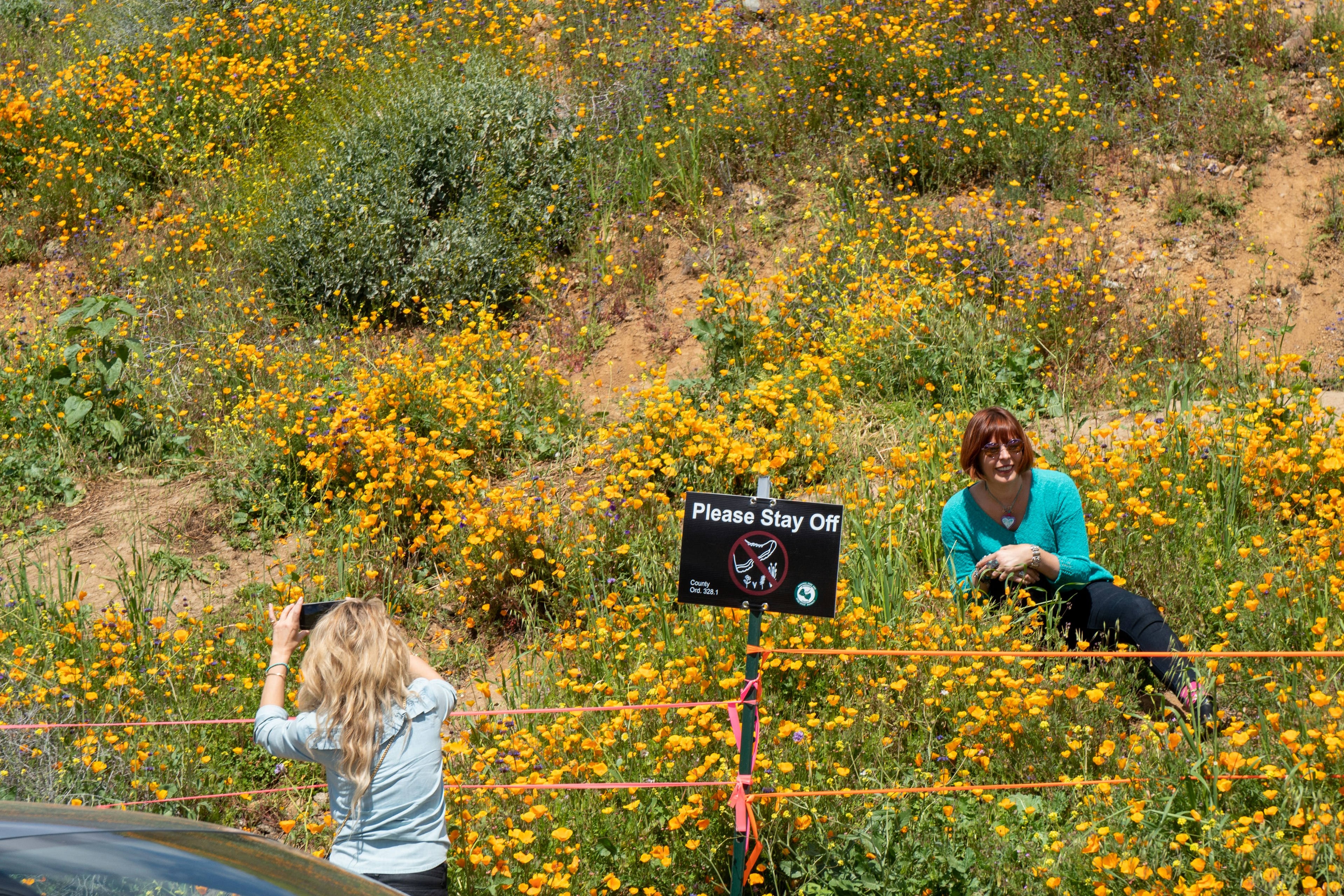 Tourists disrespecting signs and posing by a 'Please Stay Off' sign with the poppies at Walker Canyon during the super bloom.