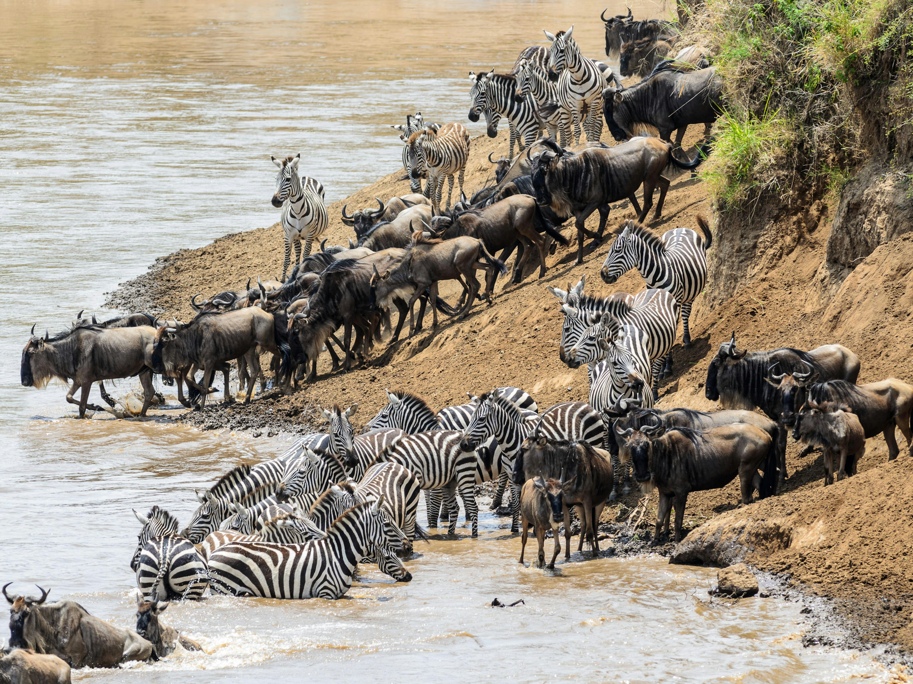 Animals crossing the Mara River during the Great Migration between Tanzania and Kenya