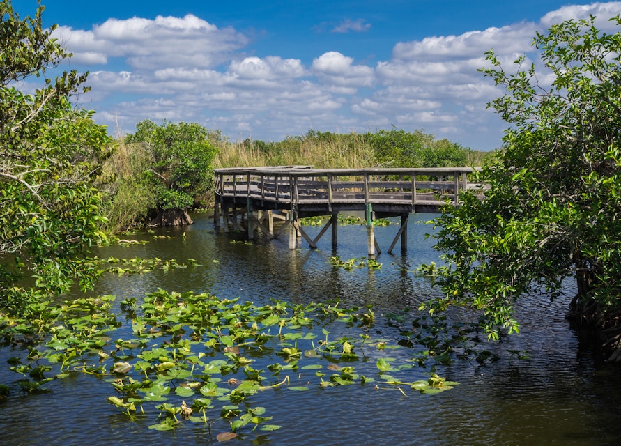 Anhinga Trail Boardwalk through the Everglades National Park, Florida.
