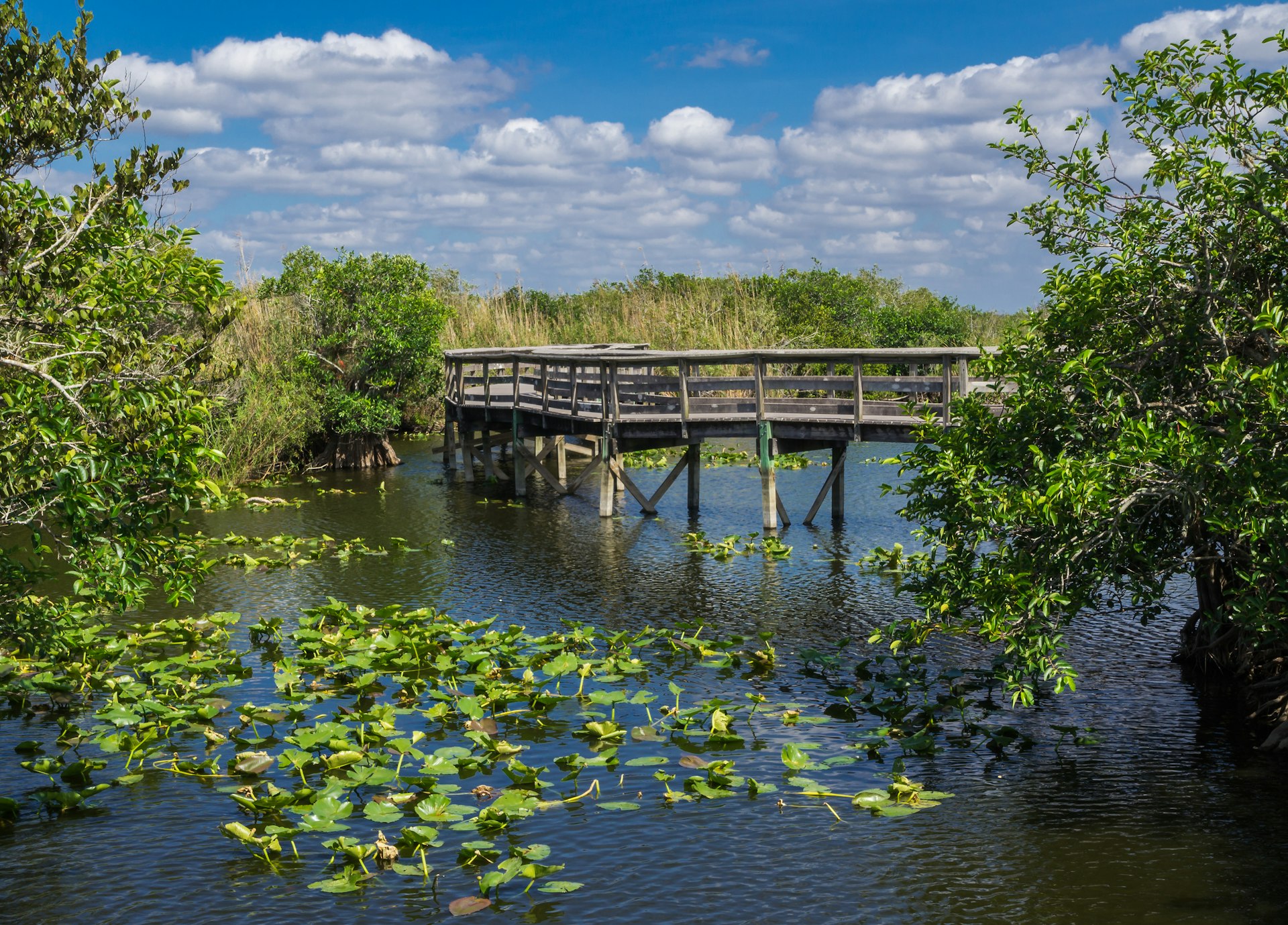 A wooden boardwalk above a body of water covered in lilypads