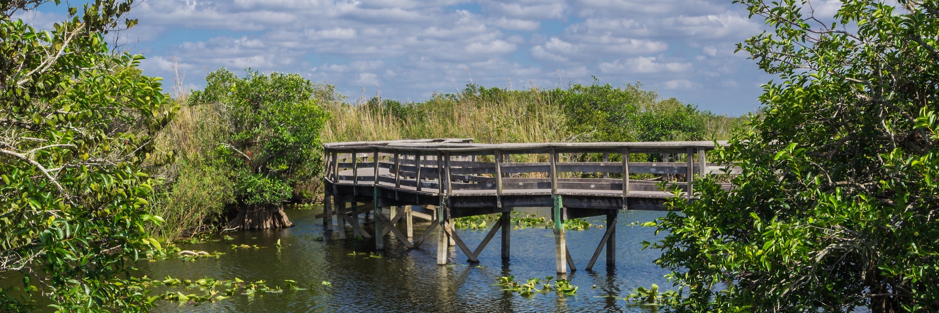 Anhinga Trail Boardwalk through the Everglades National Park, Florida.
