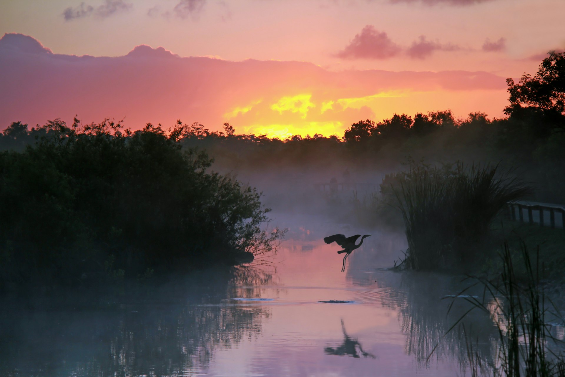 A heron takes flight in an area of water surrounded by grassland as the sun rises