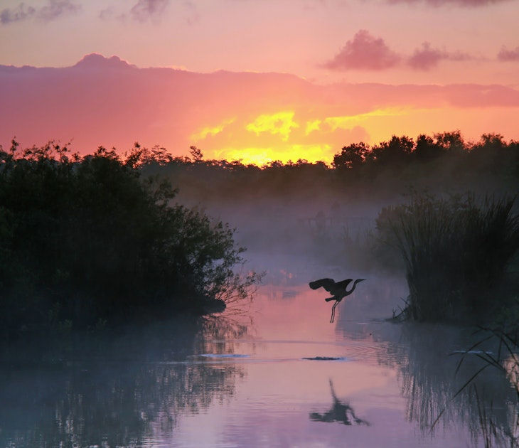 Everglades National Park at Sunrise with the Silhouette of a Flying Heron
104417945
dawn, early, ecosystem, everglades, fog, heron, lake, marsh, mist, morning, national park, river, silhouette, sunrise, swamp, water, wetlands