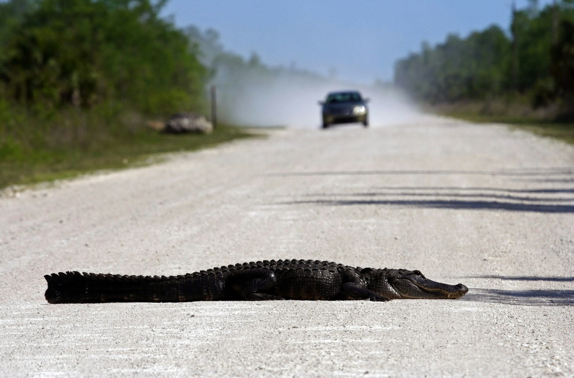 A gator lying in the middle of a dusty road as a car approaches, blurry in the background