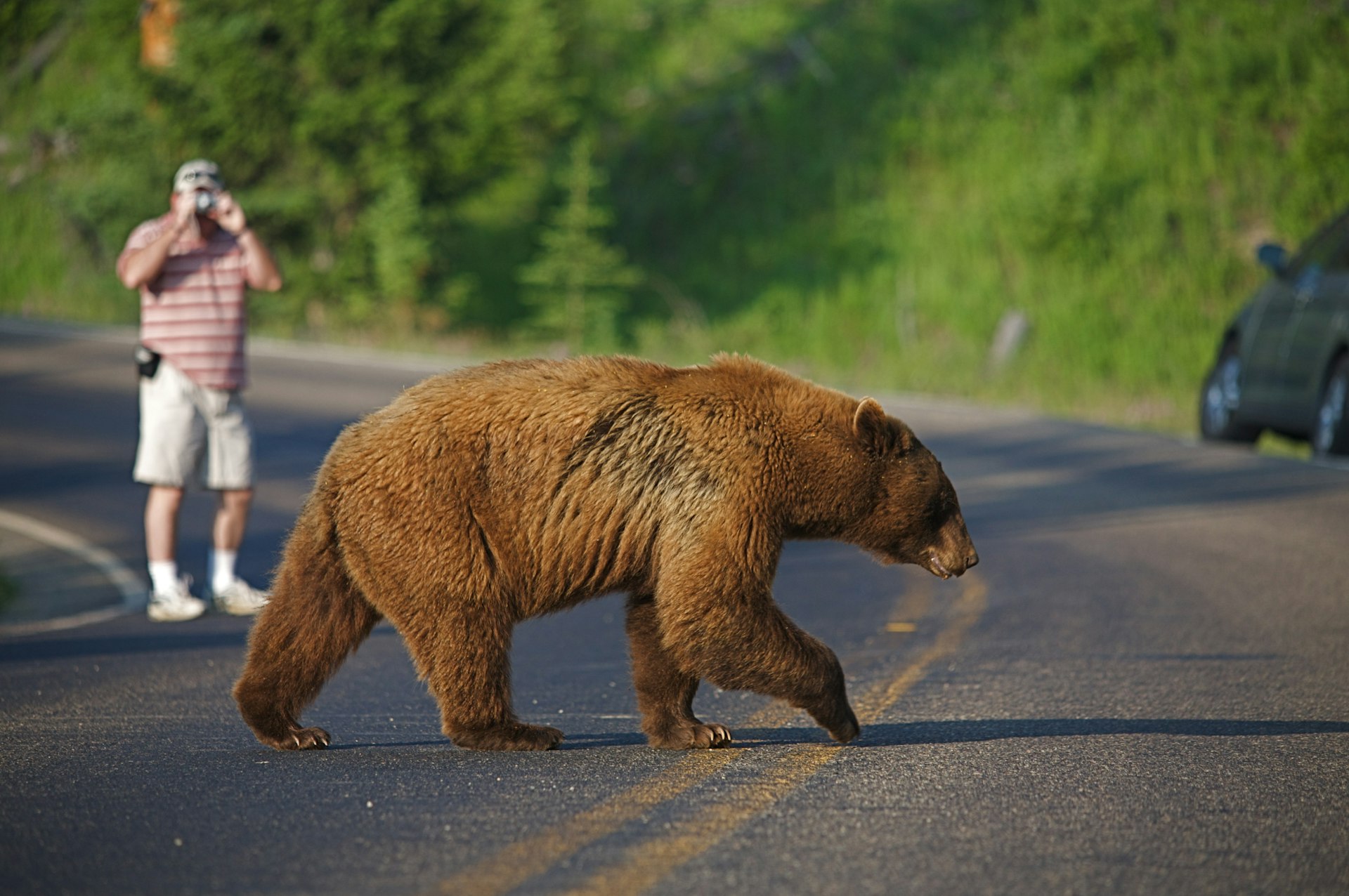 A large cinnamon-phase black bear crosses the road in Yellowstone National Park, with a photographer and car blurry in the background