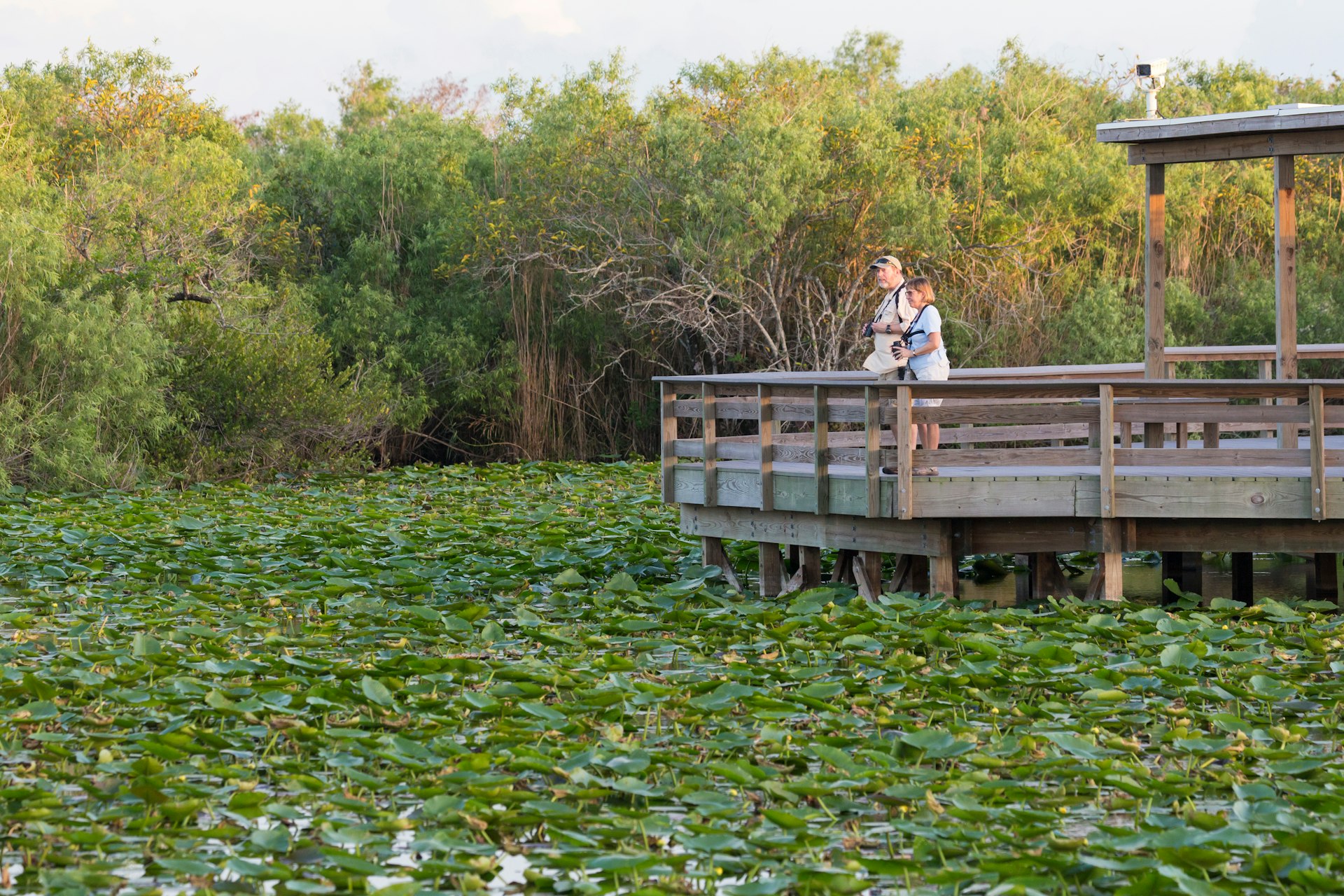 Two people stand on a boardwalk looking out over a body of water filled with lily pads and surrounded by tall grass