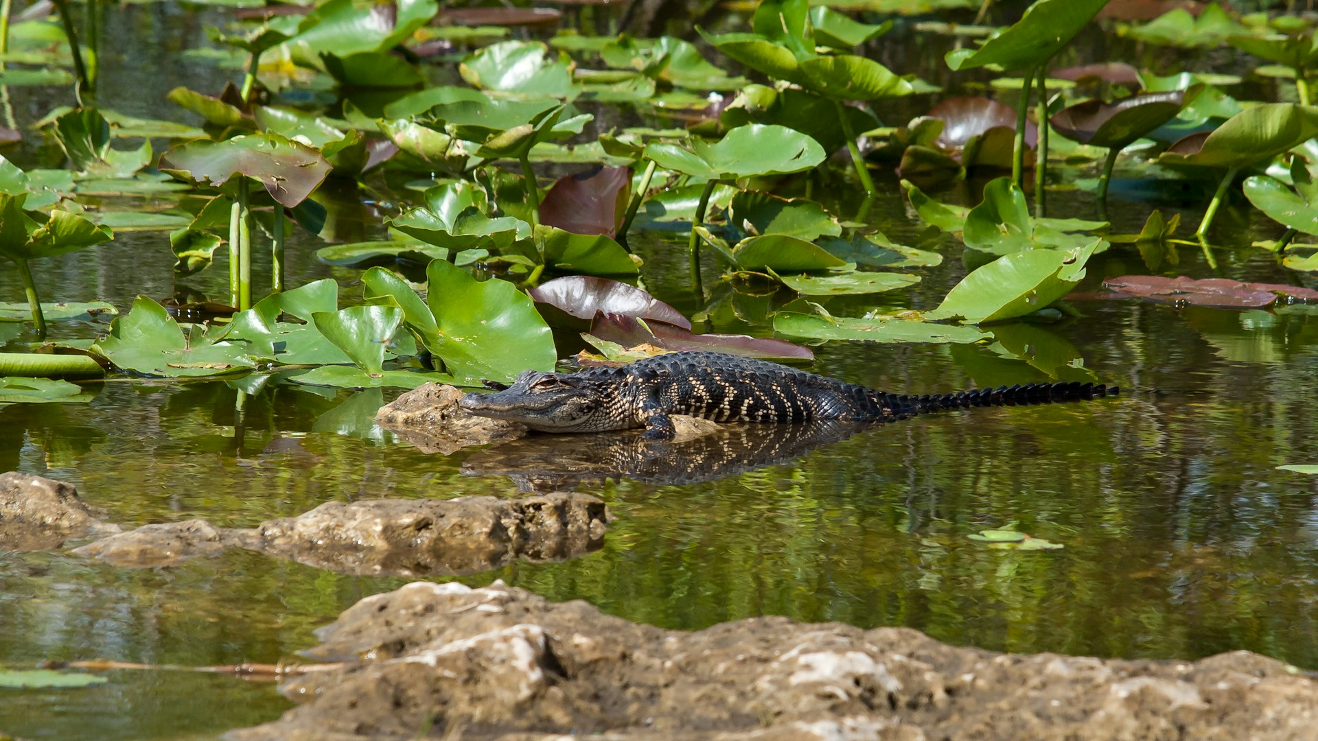 An American alligator on rocks in the water with green plants behind