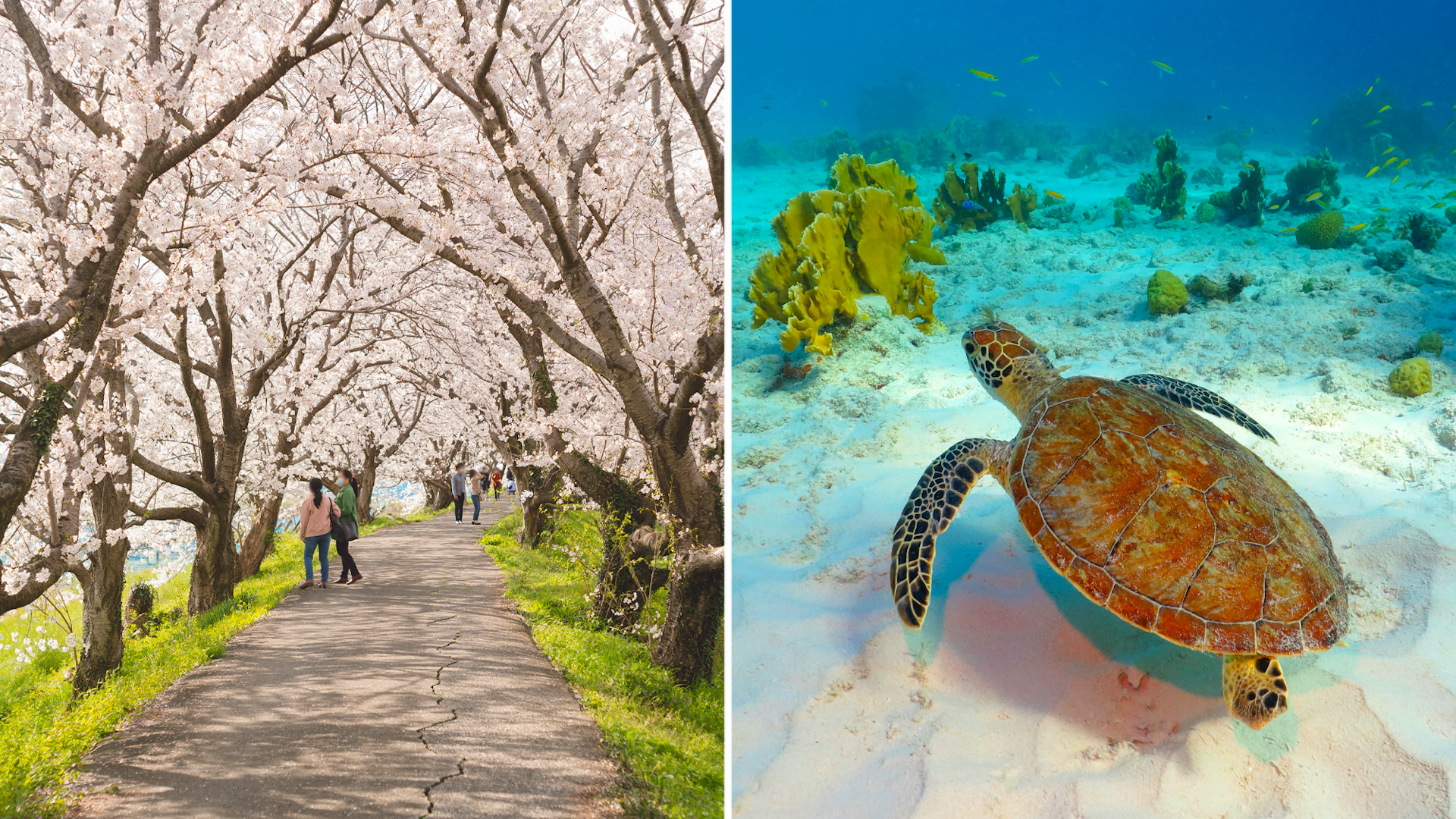 A split image. The left-hand image shows Someiyoshino cherry blossoms in full bloom. The right-hand images shows a sea turtle in Tobago. 