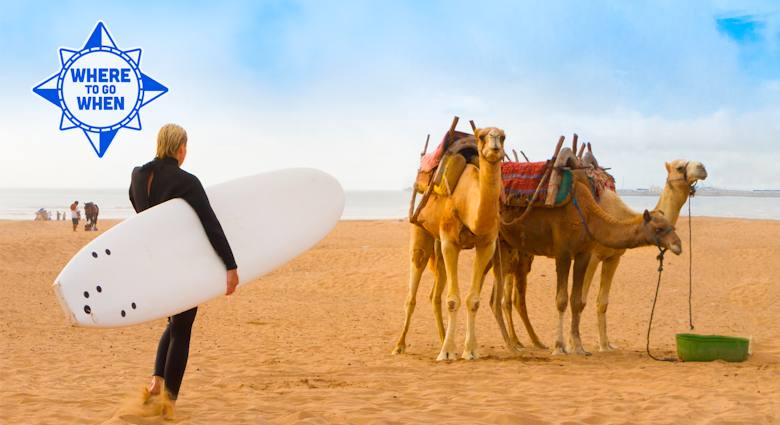 Female surfer and camels at the beach of Essaouira, Morocco, Africa.