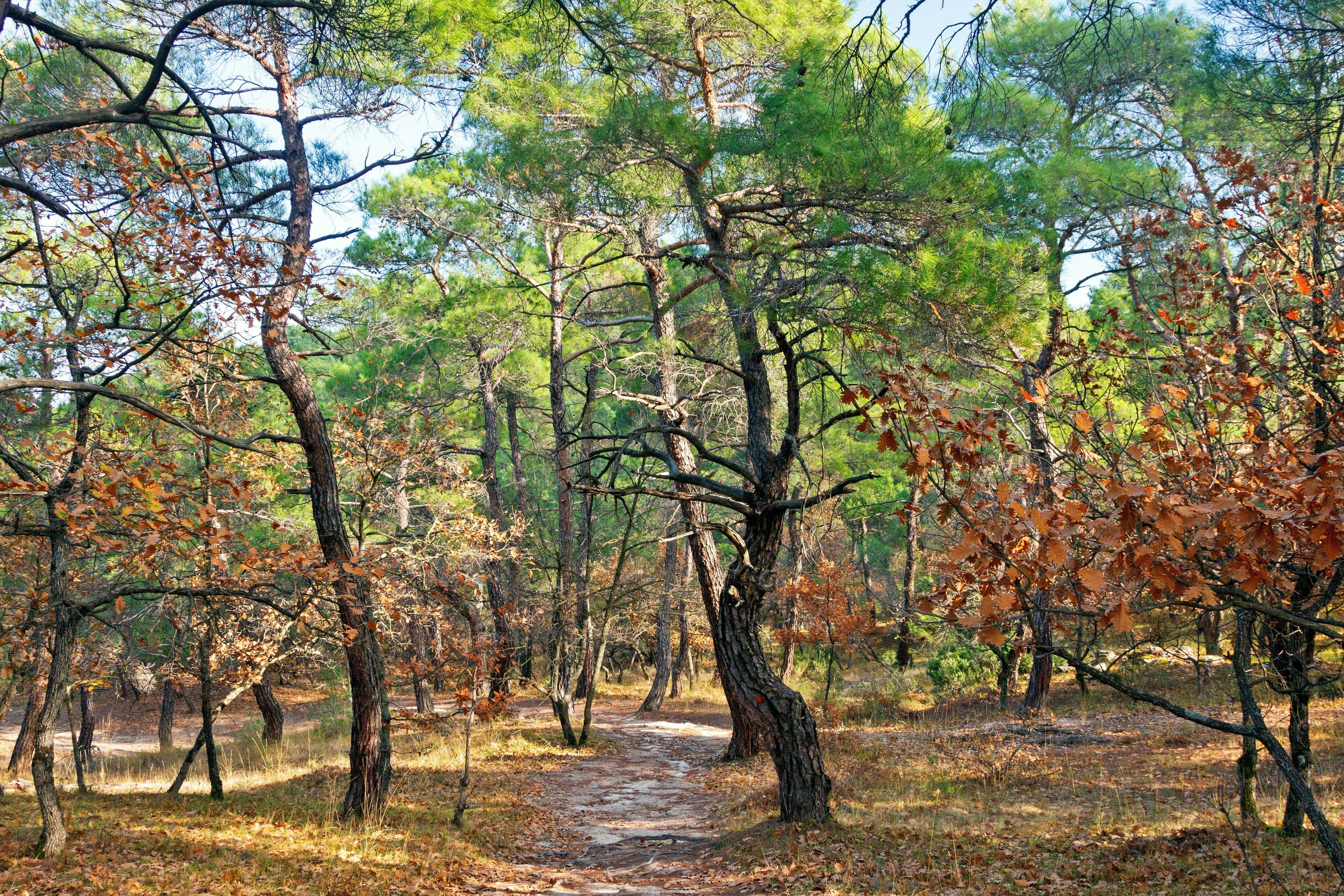2JJJP19 The Dadia-Lefkimi-Soufli Forest National Park, a major natural reserve in Thrace region, northern Greece, an immensly important sanctuary of wildlife.
2JJJP19
forest, dadia, dadia, forest, ecology, environment, protection, evros, lefkimi, natural, resource, pines, national, park, autumn, beautiful, blossom, blossomed, colorful, concept, conceptual, deep, forest, ecological, environment, environmental, fall, firs, flora, floral, foliage, forest, landscape, forest, trees, forestry, greece, greek, greek, nature, green, green, trees, land, landscape, lefkimmi, natural, nature, northern, greece, outdoor, park, ramsar, soufli, thrace, trees, vegetation, wildlife, wildwood, woodland