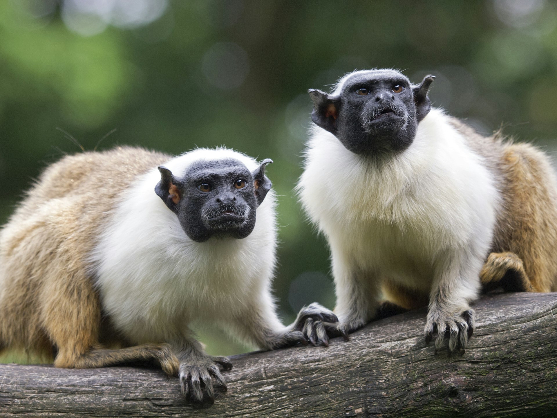 Two mantle tamarins – primates with dark faces, white cowls and brown bodies –on a tree branch