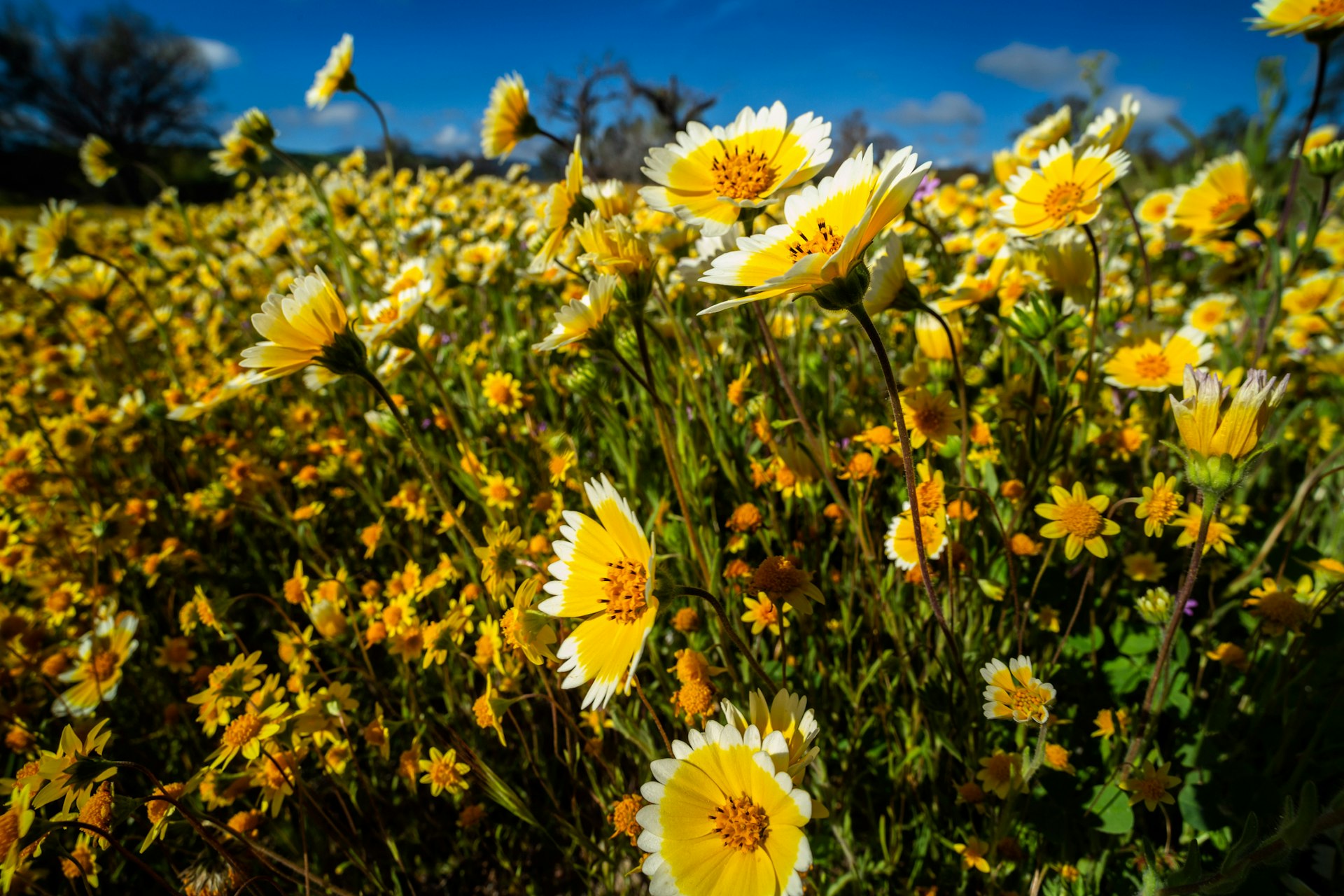 California is exploding with superblooms this year. Here's why. 