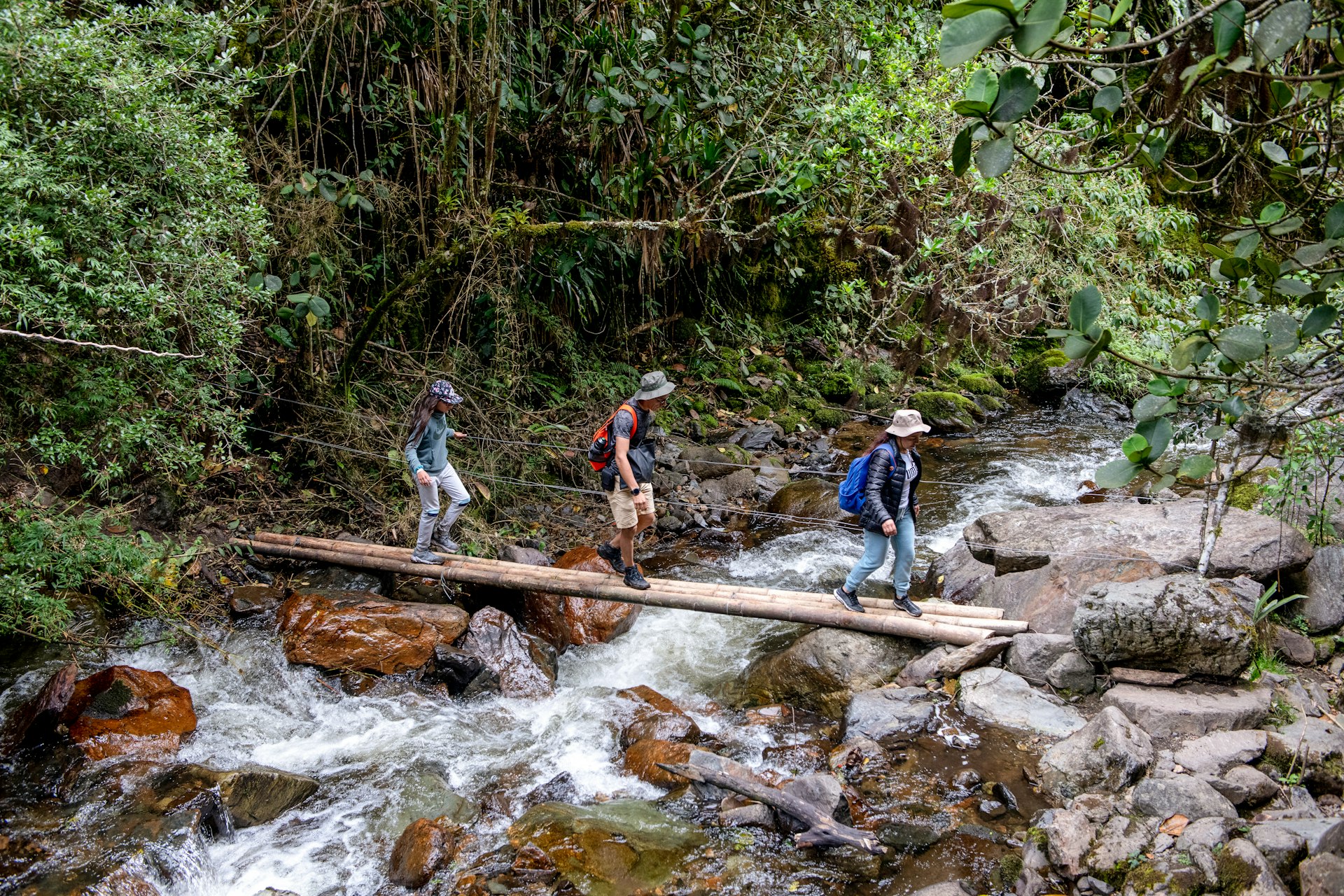 People walking over a bridge in the jungle of Colombia... Valle de Cocóra, Colombia: It is necessary to pass by several suspension bridges, sometimes in bad condition, to take the path which crosses the humid forest to join the valley of wax palms