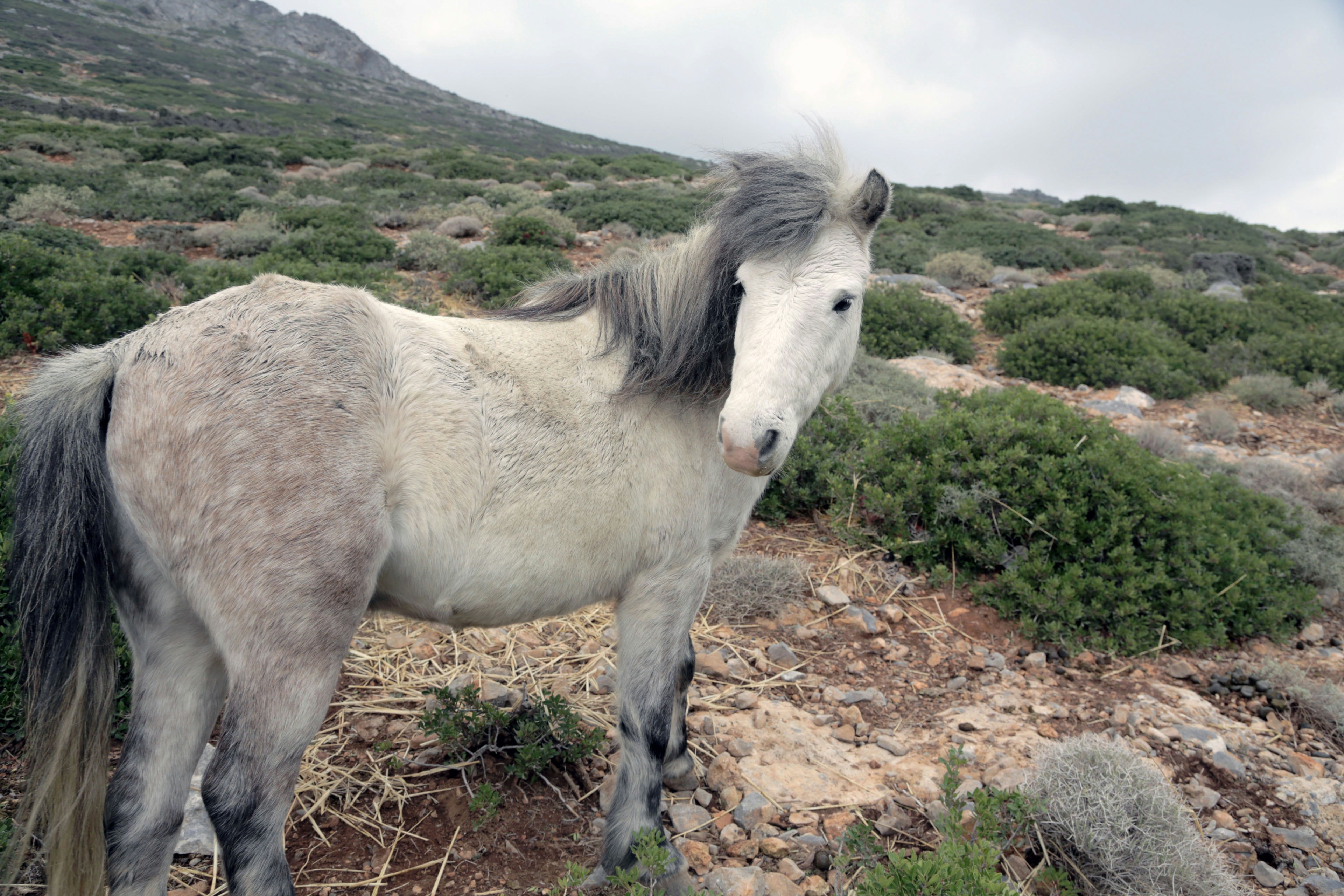 DJ07A4 Greece, Skyros island, little horses
DJ07A4
Greece, Skyros, little, horses, Skiros, pony, Greece, Skyros, little, horses, Skiros, pony, mountains, horse, Greek, specie, Greece, Skyros, little, horses, Skiros, pony, mountains, horse, Greek, specie