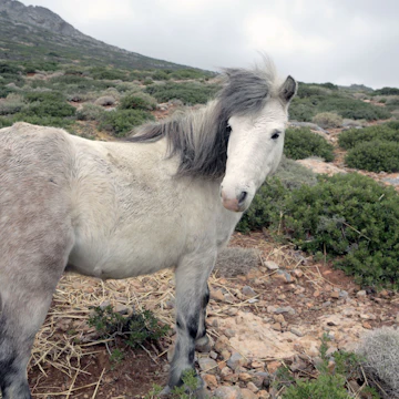 DJ07A4 Greece, Skyros island, little horses
DJ07A4
Greece, Skyros, little, horses, Skiros, pony, Greece, Skyros, little, horses, Skiros, pony, mountains, horse, Greek, specie, Greece, Skyros, little, horses, Skiros, pony, mountains, horse, Greek, specie