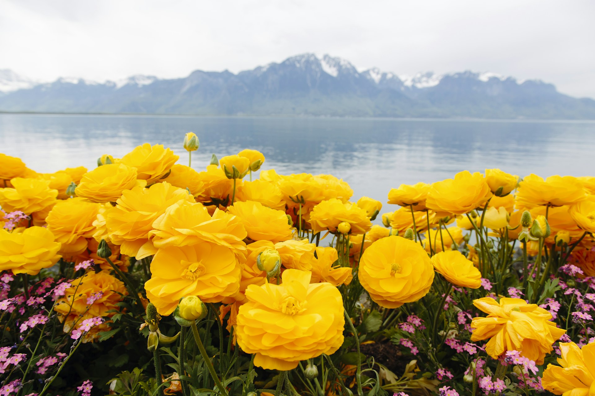 Spring flowers bloom in front of a lake. 