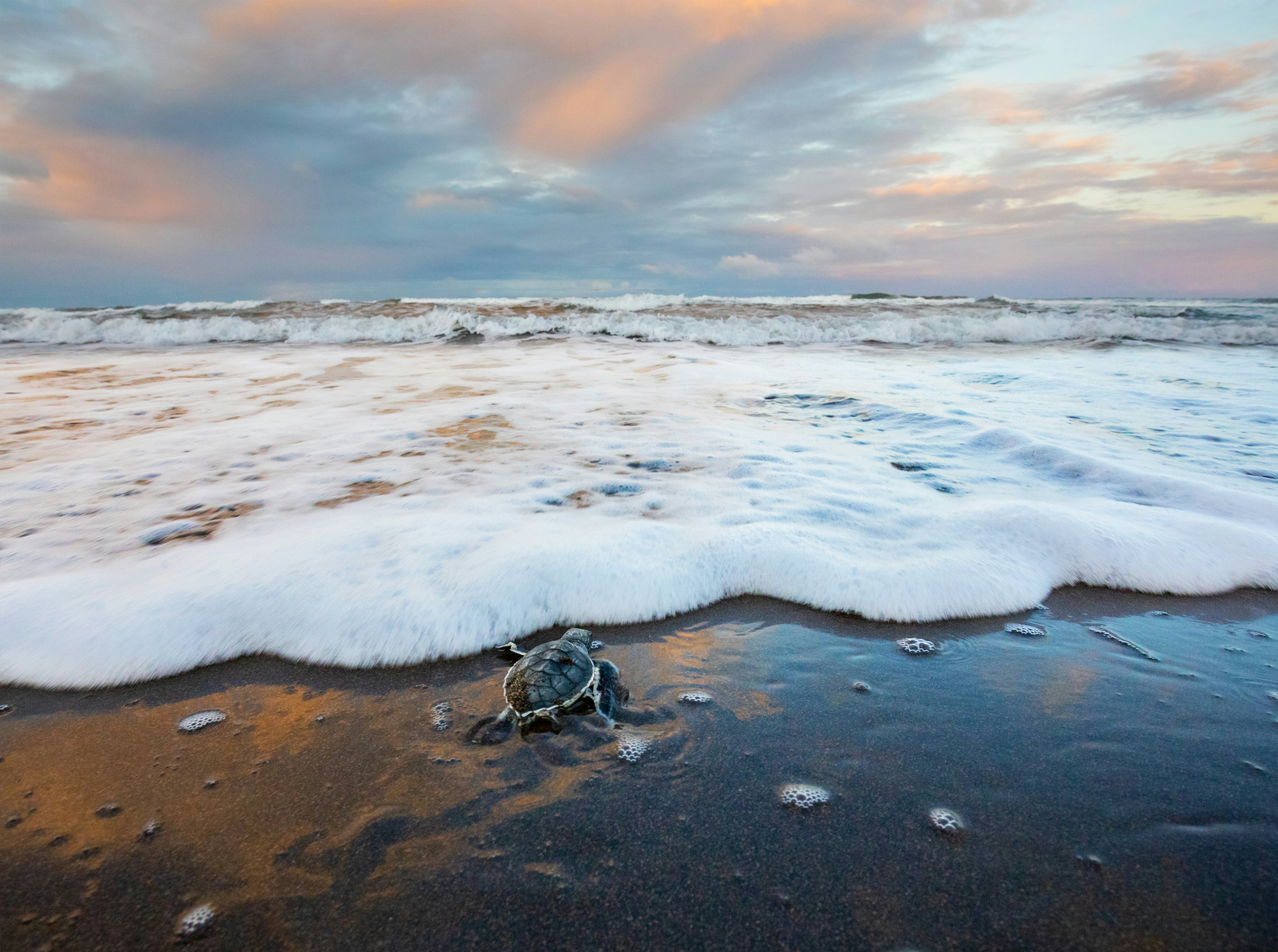 Green Sea Turtle (Chelonia mydas), Hatchling Entering the Ocean, Tortuguero National Park, Costa Rica