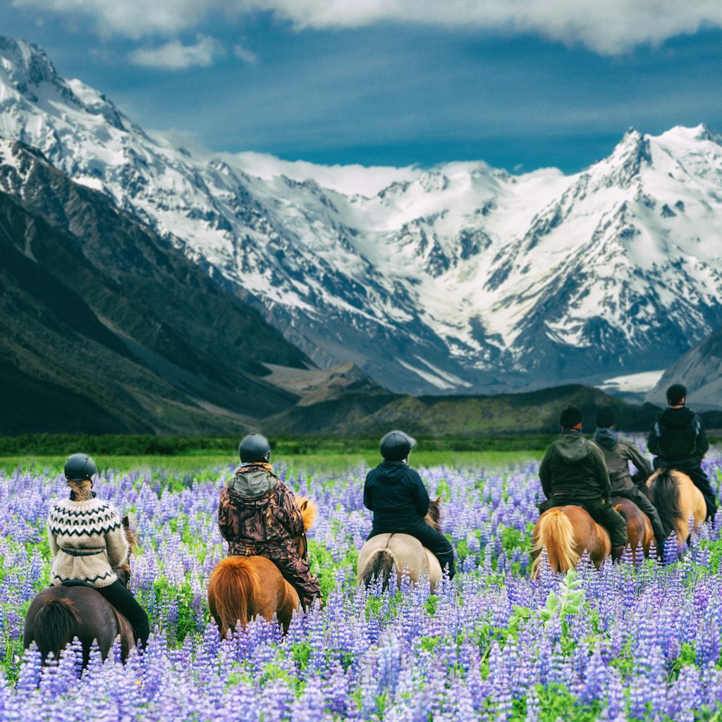Travelers ride horses in lupine flower field, overlooking the beautiful landscape of Mt Cook National Park in New Zealand. Lupins hit full bloom in December to January which is summer of New Zealand.
1172642617
activity, background, beautiful, blooming, excursion, field, green, group, horse riding, horseback, horsemen, landscape, leisure, lupine, mountains, nz, panorama, range, rural, scenery, spring, team, top, traveler, view, white, zealand