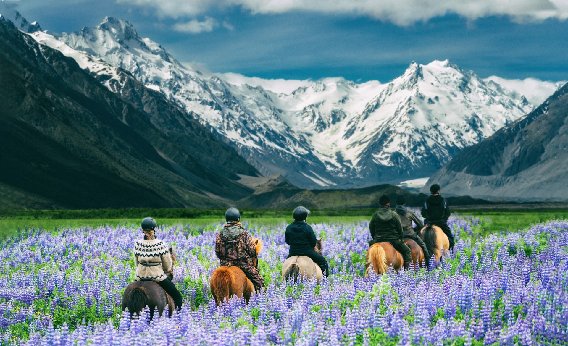 Travelers ride horses in lupine flower field, overlooking the beautiful landscape of Mt Cook National Park in New Zealand
