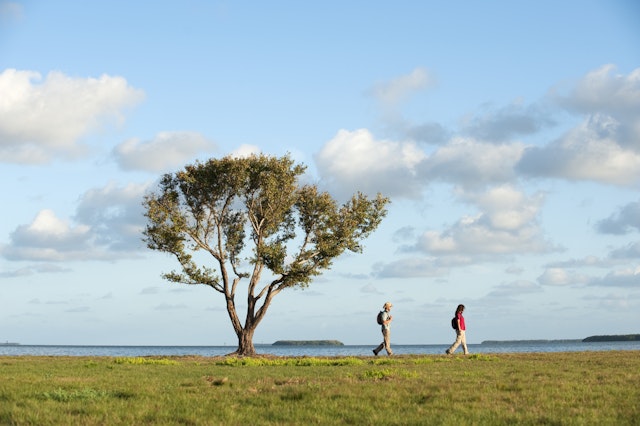 Two people hiking under a tree in Everglades National Park, Florida, USA