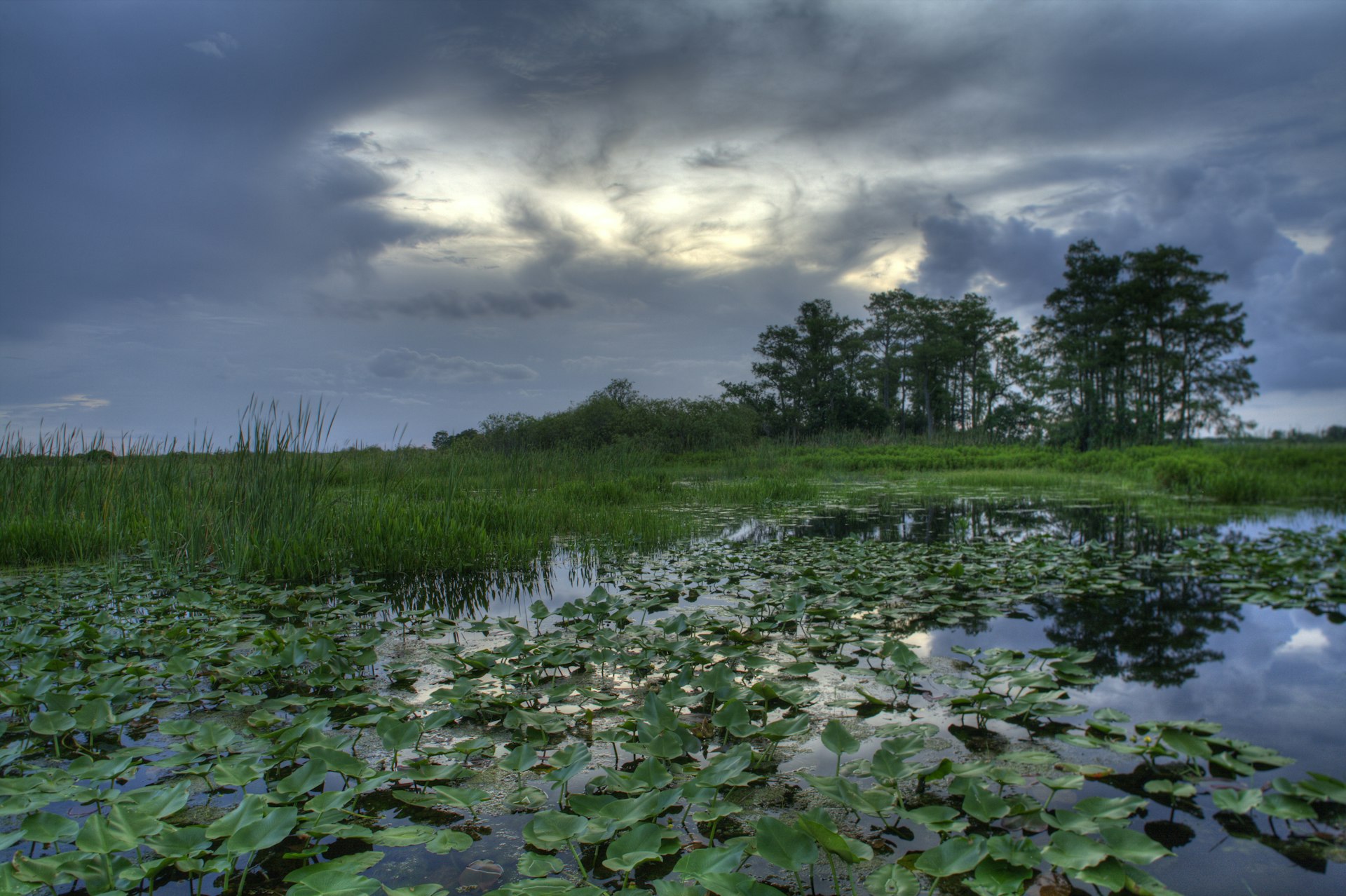 Dark storm clouds over the swampy Everglades
