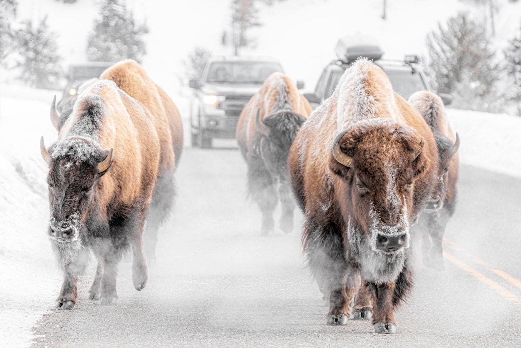 Bison blocking road in Yellowstone
1460951207