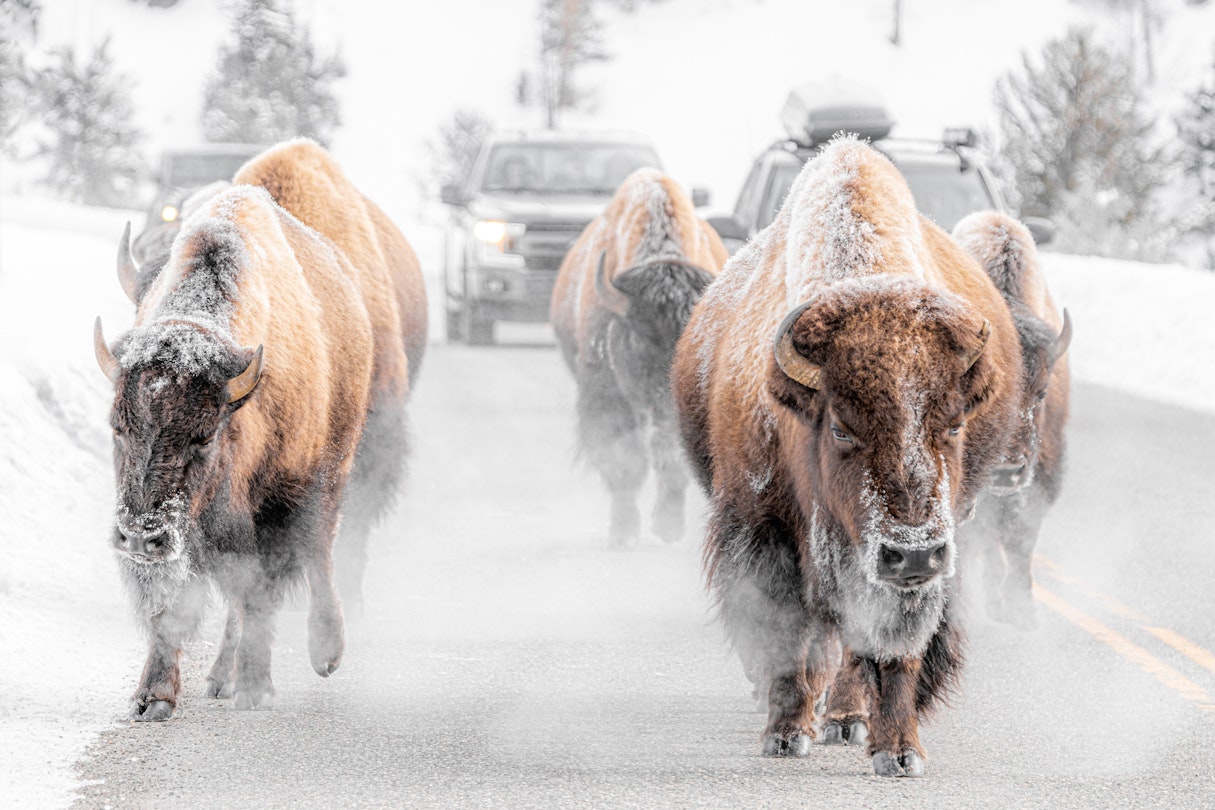 driving tours of yellowstone national park