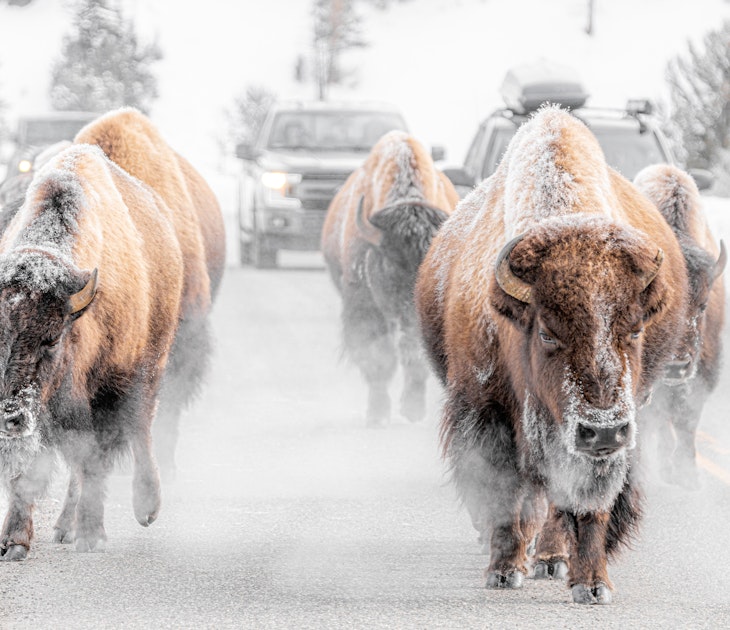Bison blocking road in Yellowstone
1460951207