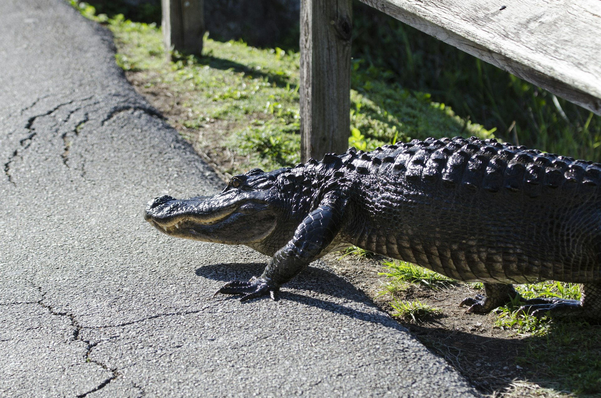 Tight shot of an American alligator crossing a pedestrian path on the Anhinga Trail 