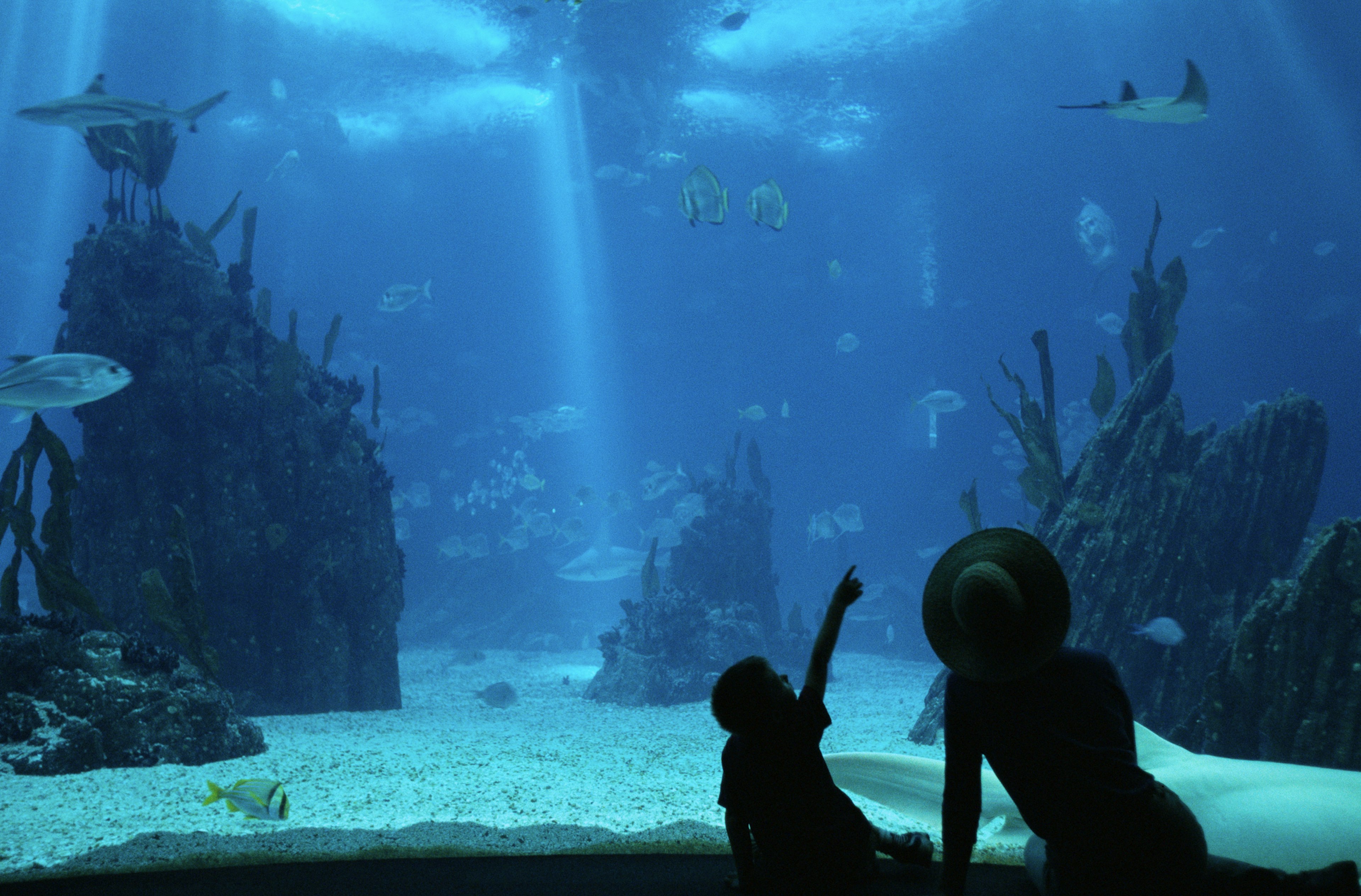 Tourists at Oceanario de Lisboa gazing at a huge tank full of sea life