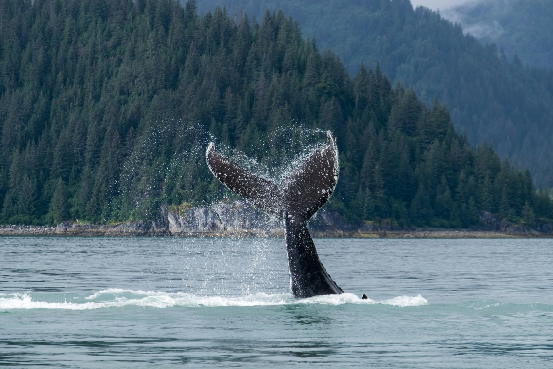 A whale fluke as seen at 3/4 view splashes into the waters of Glacier Bay in Alaska