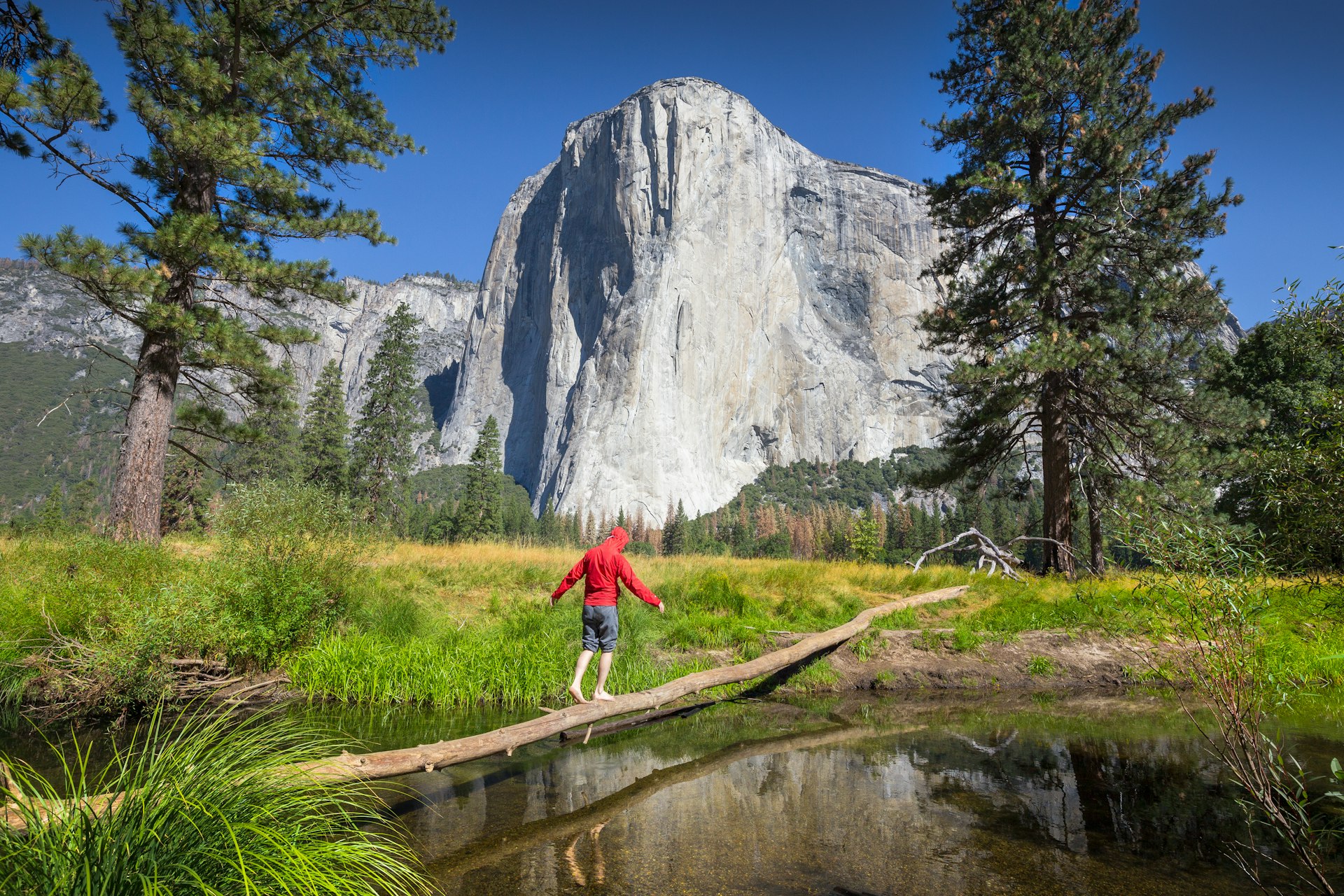 A hiker is balancing on a fallen tree over a tributary of Merced river in front of famous El Capitan rock climbing summit in scenic Yosemite Valley, Yosemite National Park, Mariposa County, California