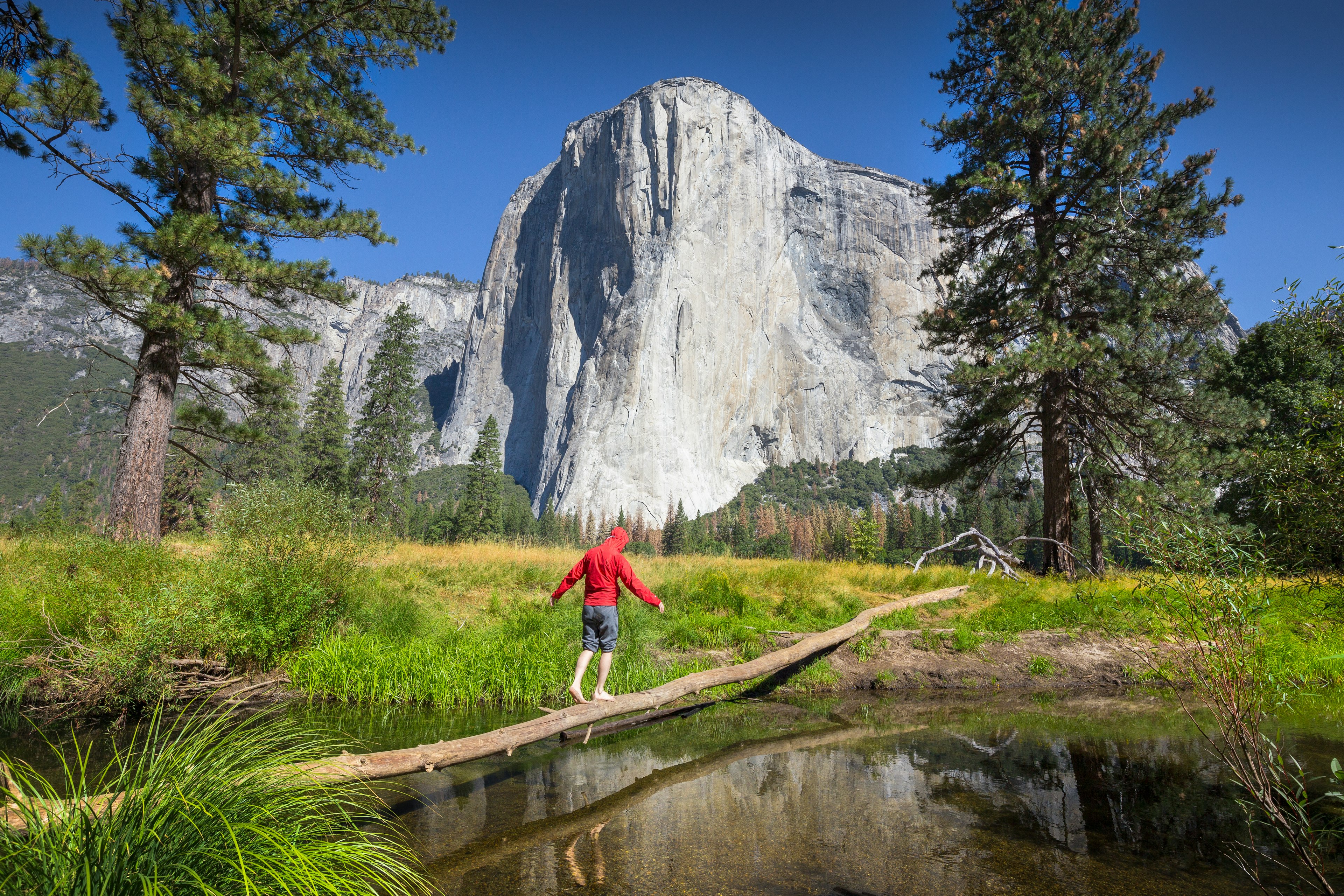 A hiker is balancing on a fallen tree over a tributary of Merced river in front of famous El Capitan rock climbing summit in scenic Yosemite Valley, Yosemite National Park, Mariposa County, California